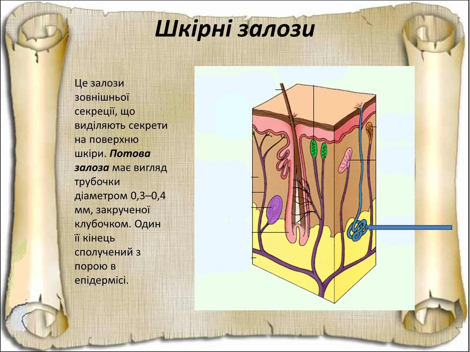 Презентація на тему «Будова і функції шкіри» - Слайд #14