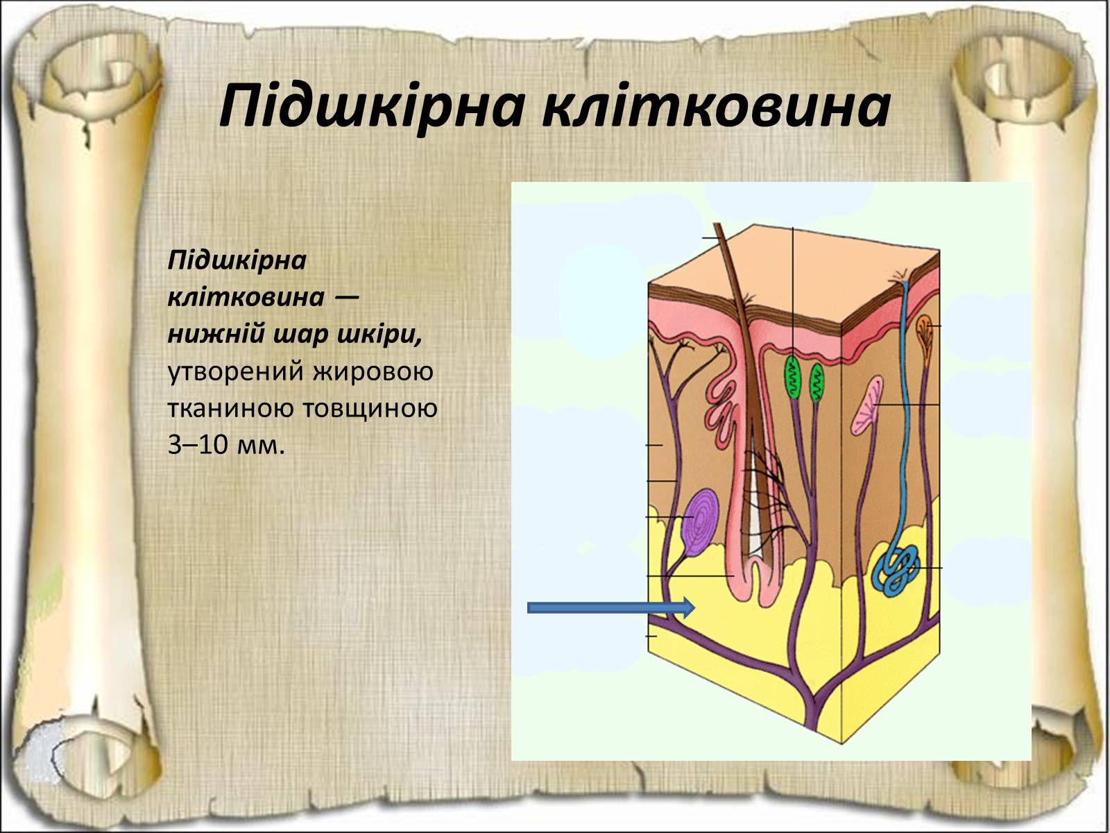 Презентація на тему «Будова і функції шкіри» - Слайд #19