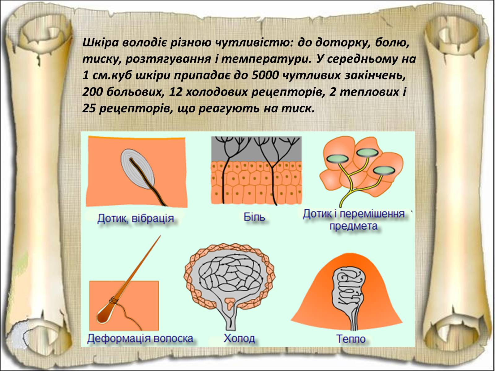 Презентація на тему «Будова і функції шкіри» - Слайд #29