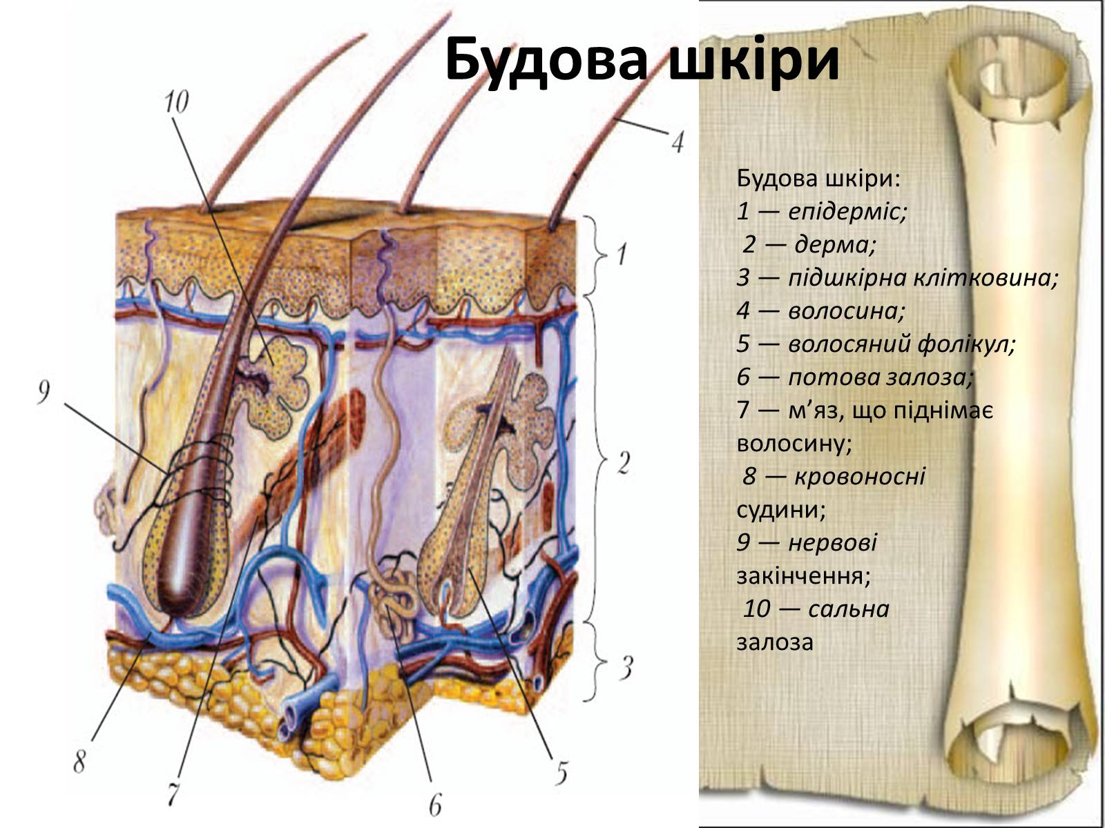 Презентація на тему «Будова і функції шкіри» - Слайд #7