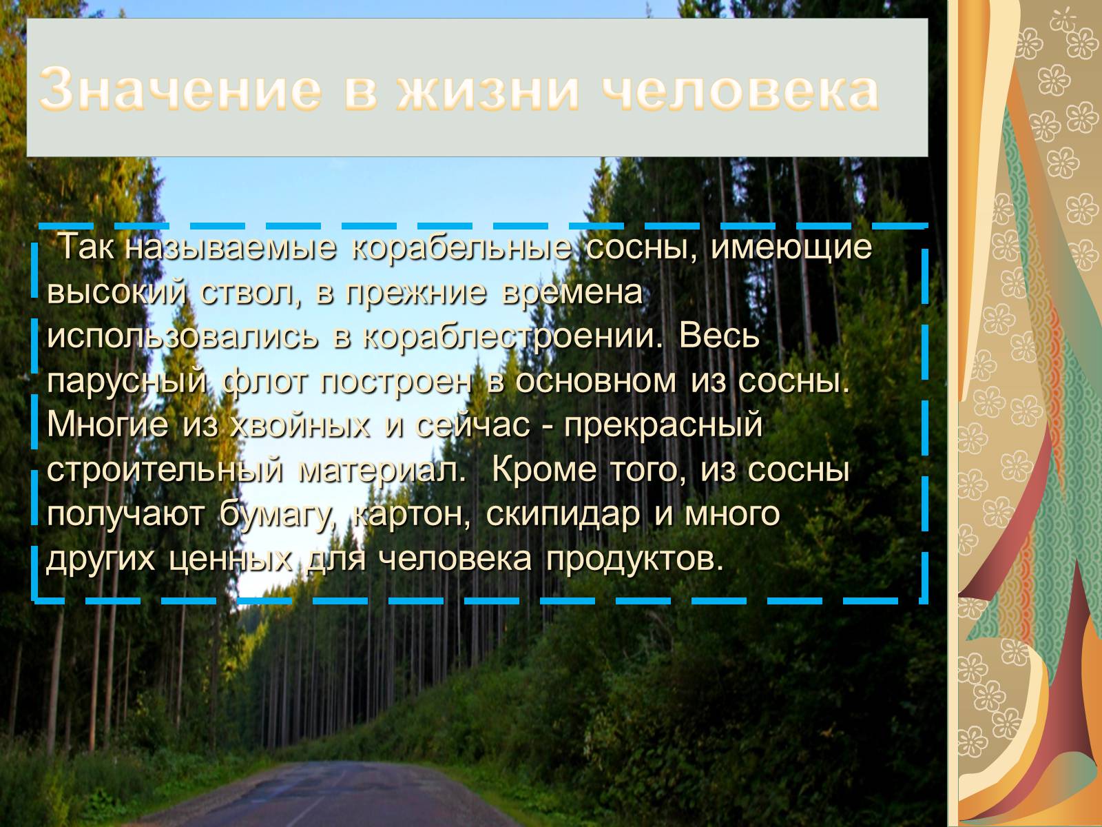 Презентація на тему «Значение голосеменных в природе» - Слайд #6