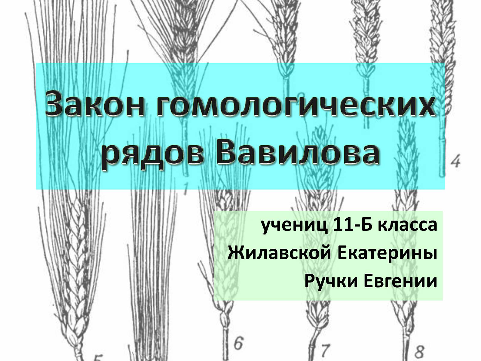 Презентація на тему «Закон гомологических рядов Вавилова» - Слайд #1