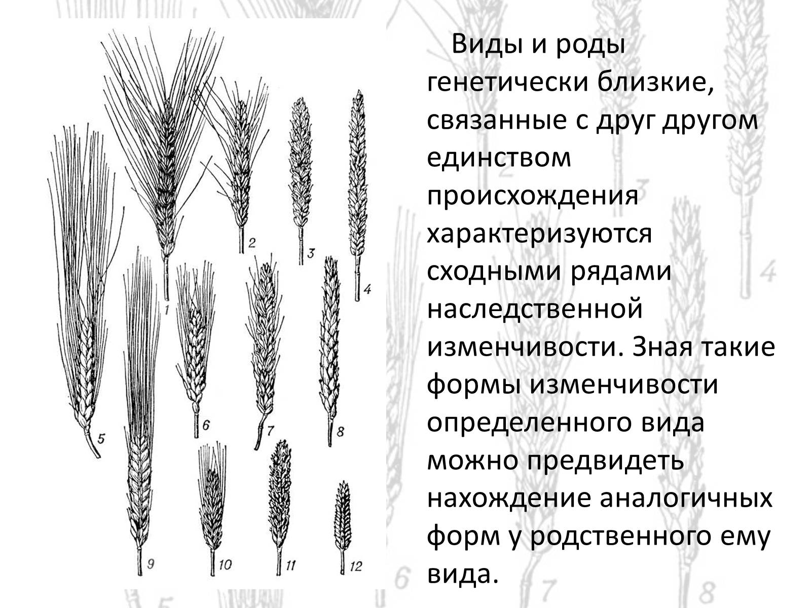 Презентація на тему «Закон гомологических рядов Вавилова» - Слайд #5