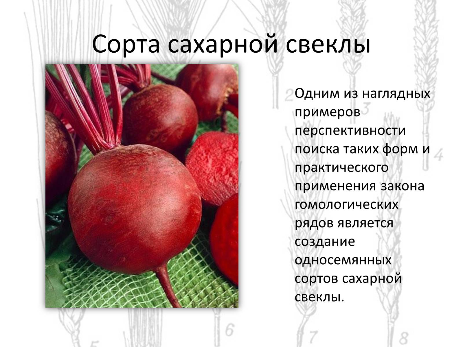 Презентація на тему «Закон гомологических рядов Вавилова» - Слайд #9