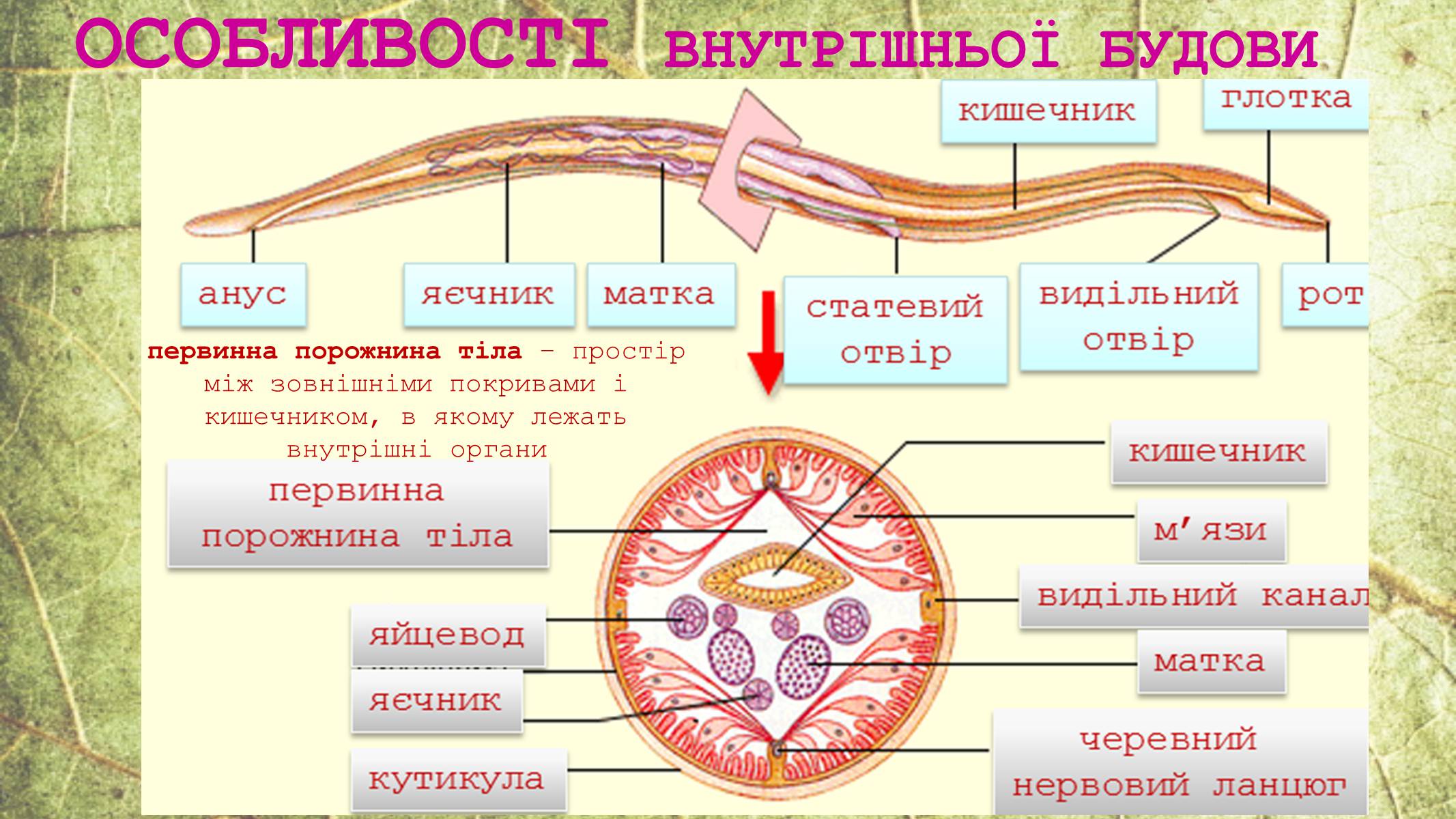 Презентація на тему «Круглі черви» - Слайд #8