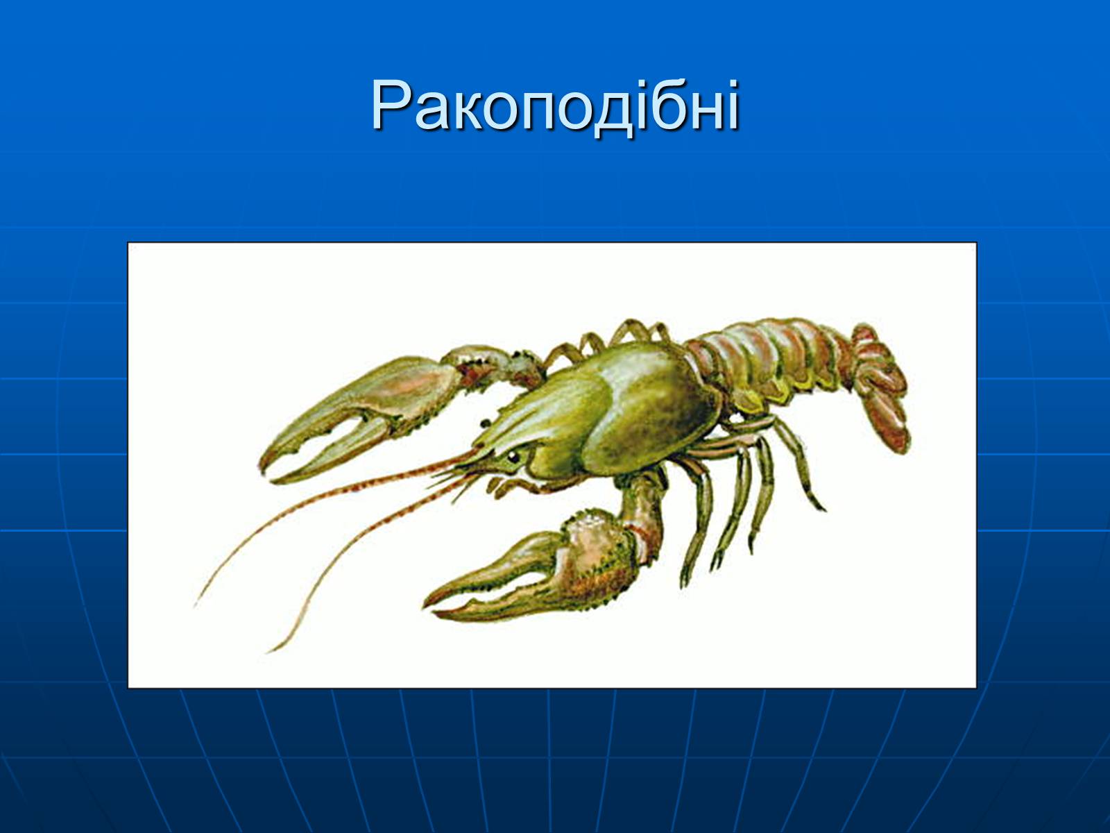 Презентація на тему «Ракоподібні» (варіант 1) - Слайд #3