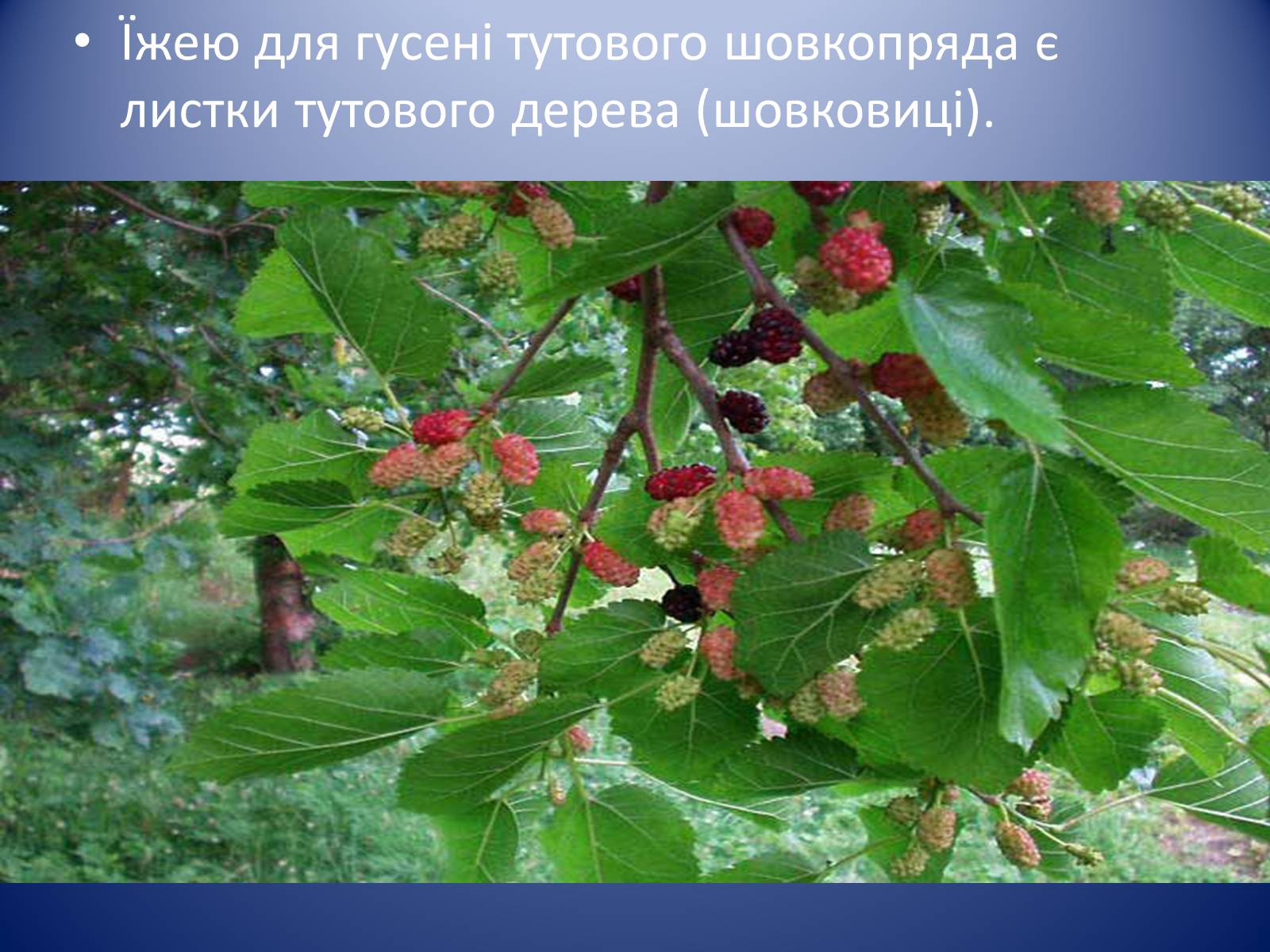 Презентація на тему «Значення комах в природі та житті людини» - Слайд #24