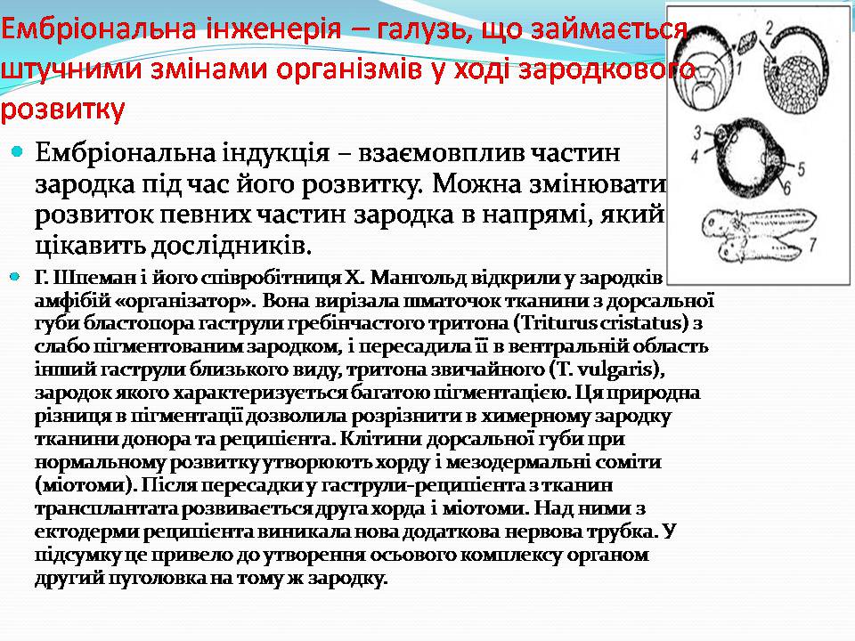 Презентація на тему «Біотехнологія, химерні та трансгенні організми» - Слайд #20