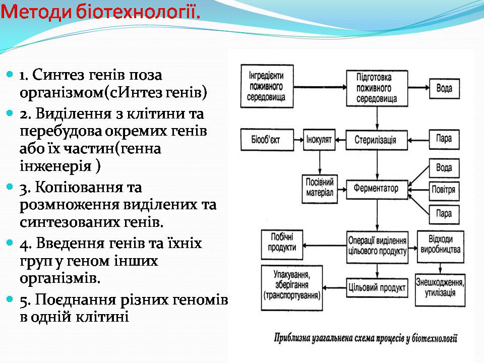 Презентація на тему «Біотехнологія, химерні та трансгенні організми» - Слайд #6