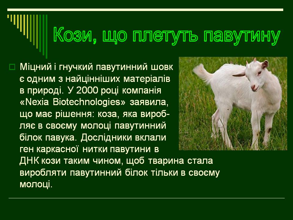 Презентація на тему «Трансгенні організми» (варіант 8) - Слайд #12