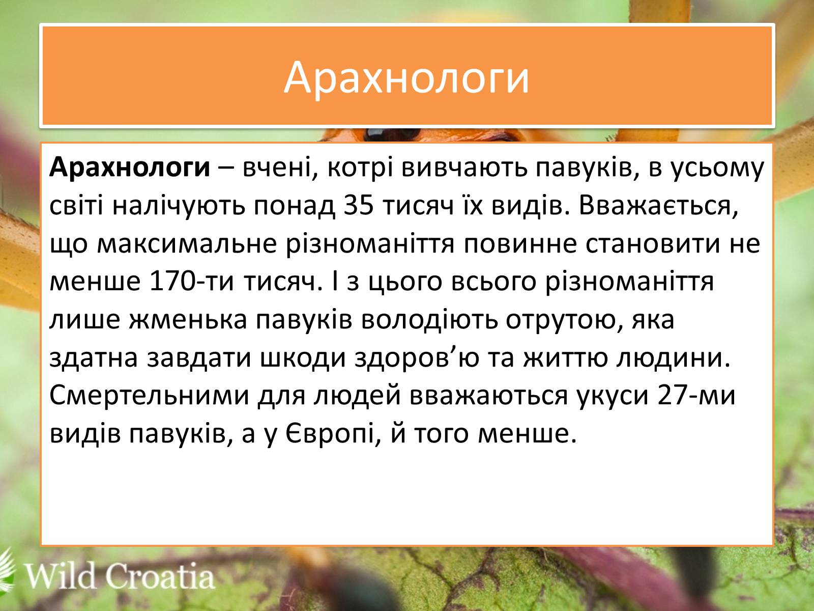 Презентація на тему «Цікаві павуки» - Слайд #5