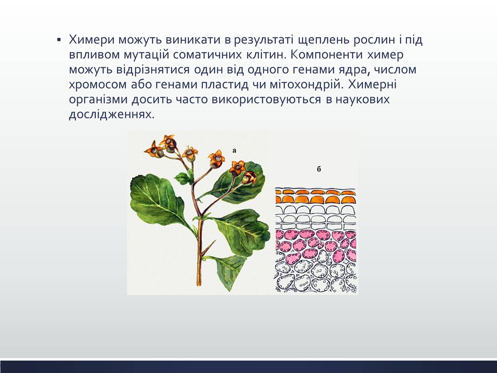 Презентація на тему «Химерні та трансгенні організми» (варіант 1) - Слайд #4