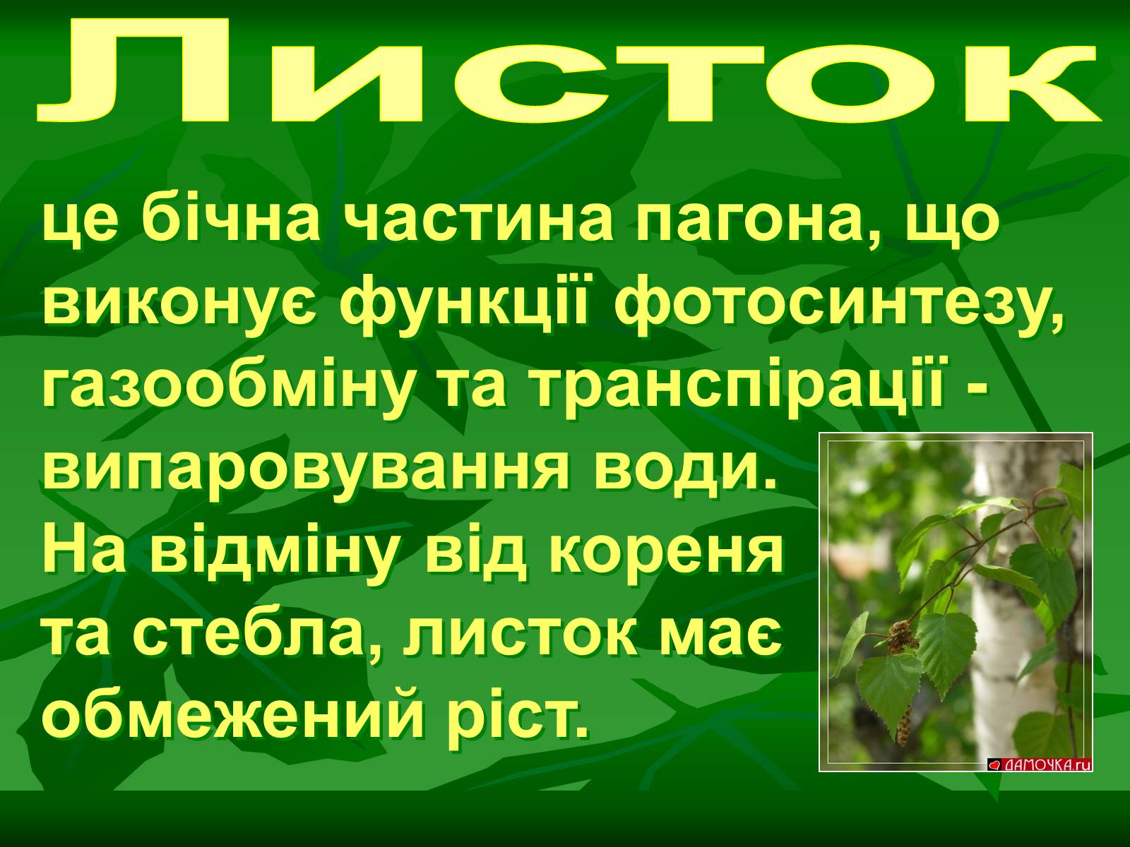 Презентація на тему «Листок» - Слайд #5