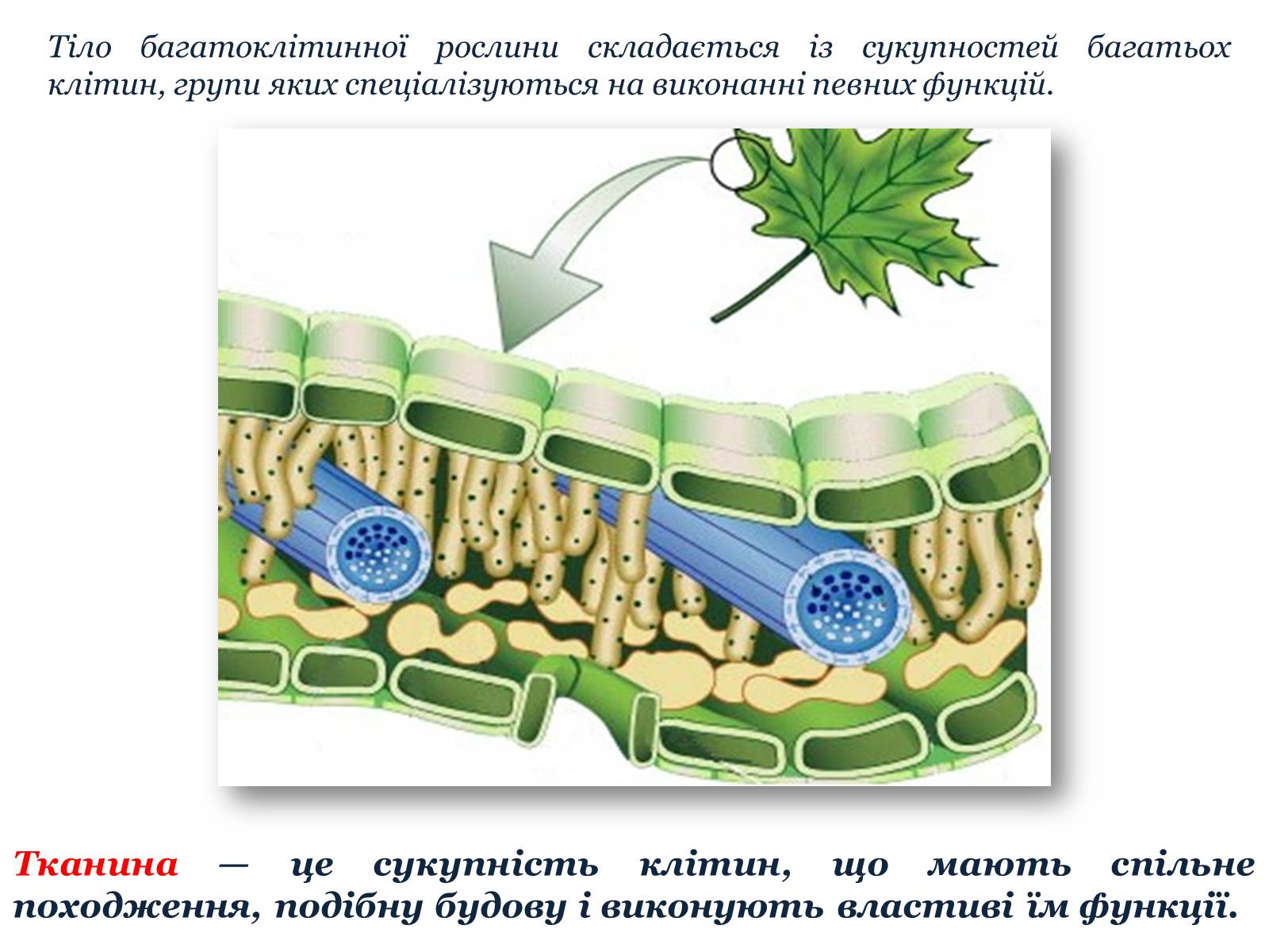 Презентація на тему «Рослинні тканини» (варіант 1) - Слайд #3