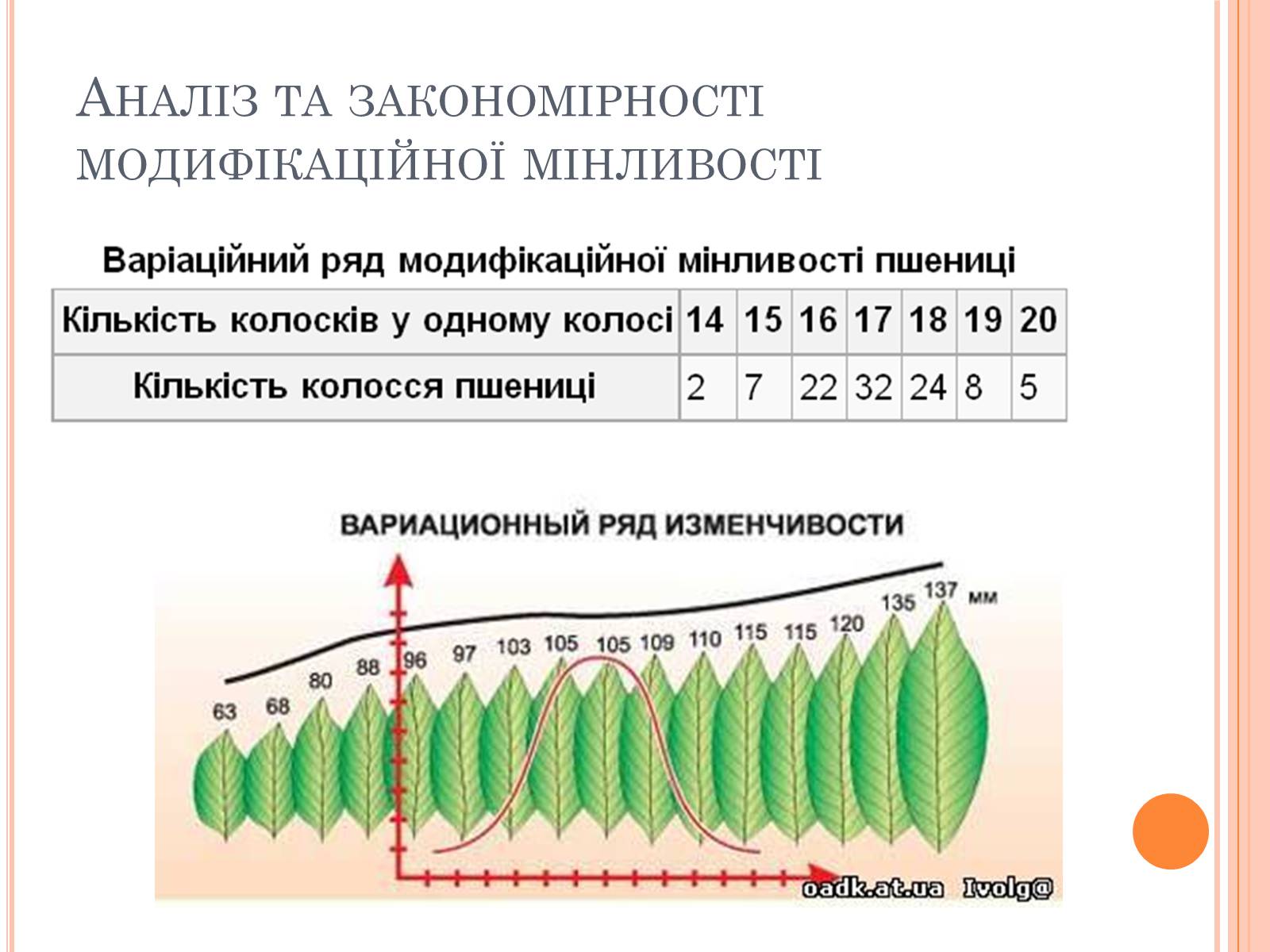 Презентація на тему «Модефікаційна мінливість» - Слайд #10