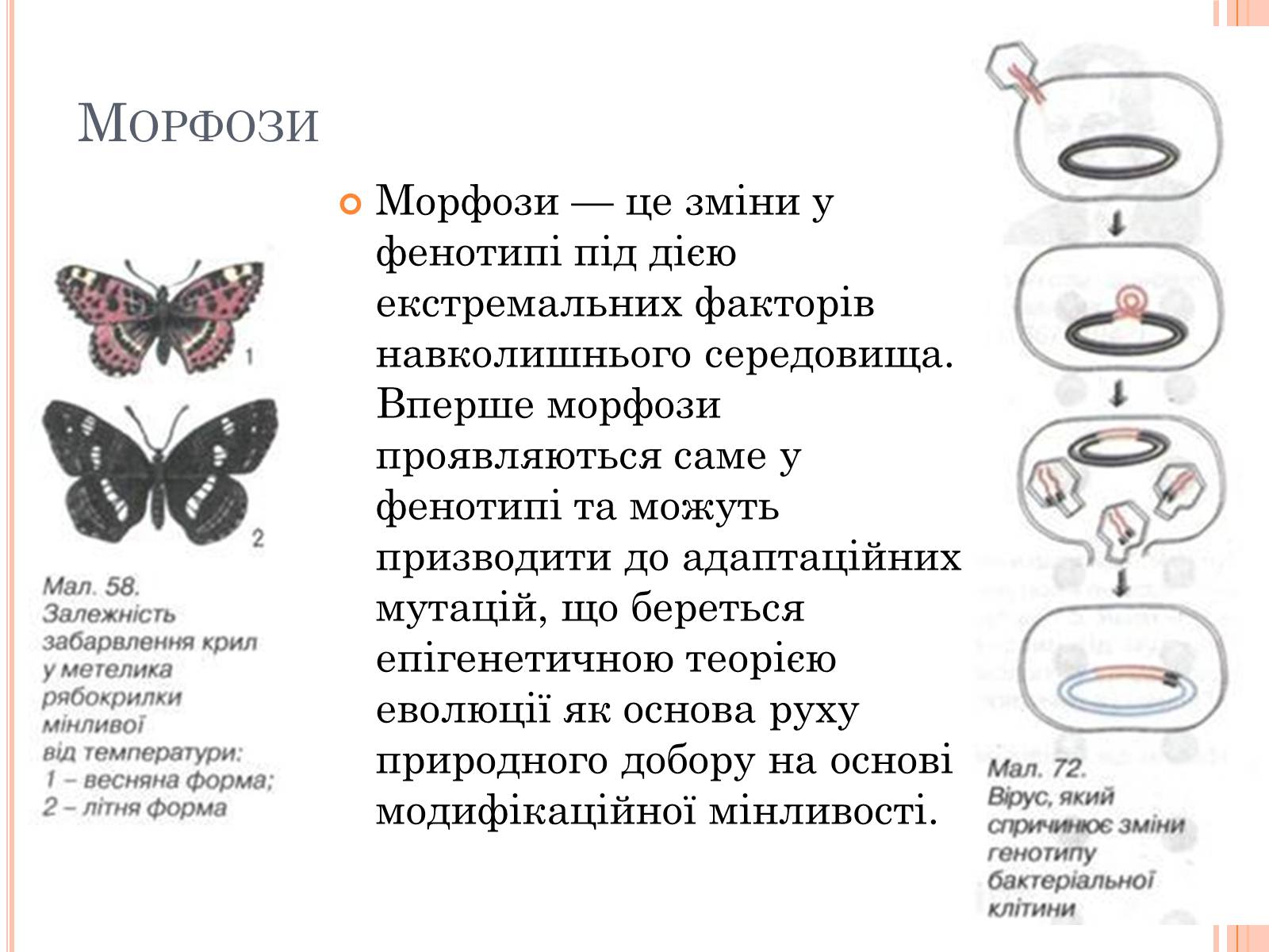 Презентація на тему «Модефікаційна мінливість» - Слайд #13