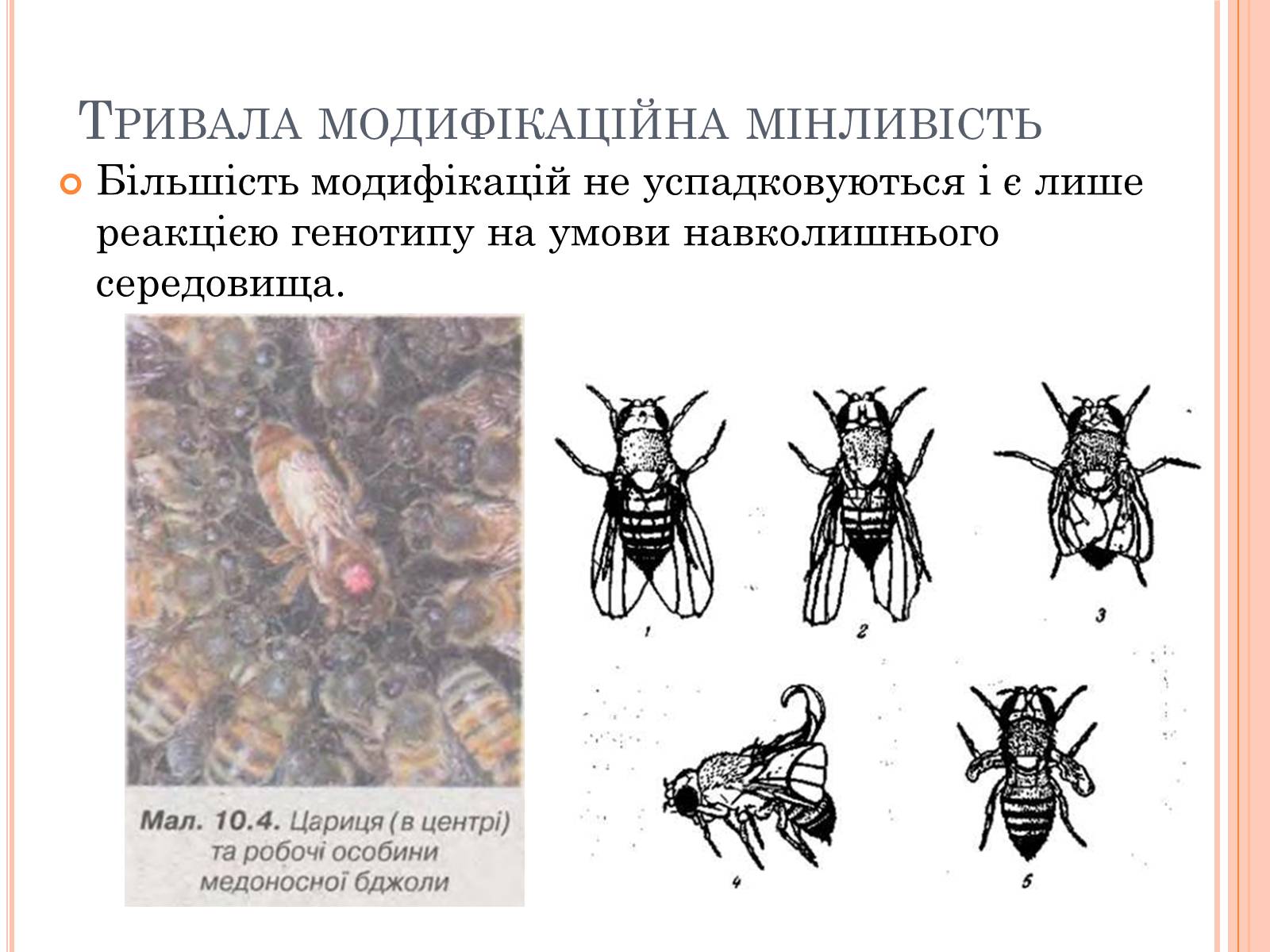 Презентація на тему «Модефікаційна мінливість» - Слайд #14
