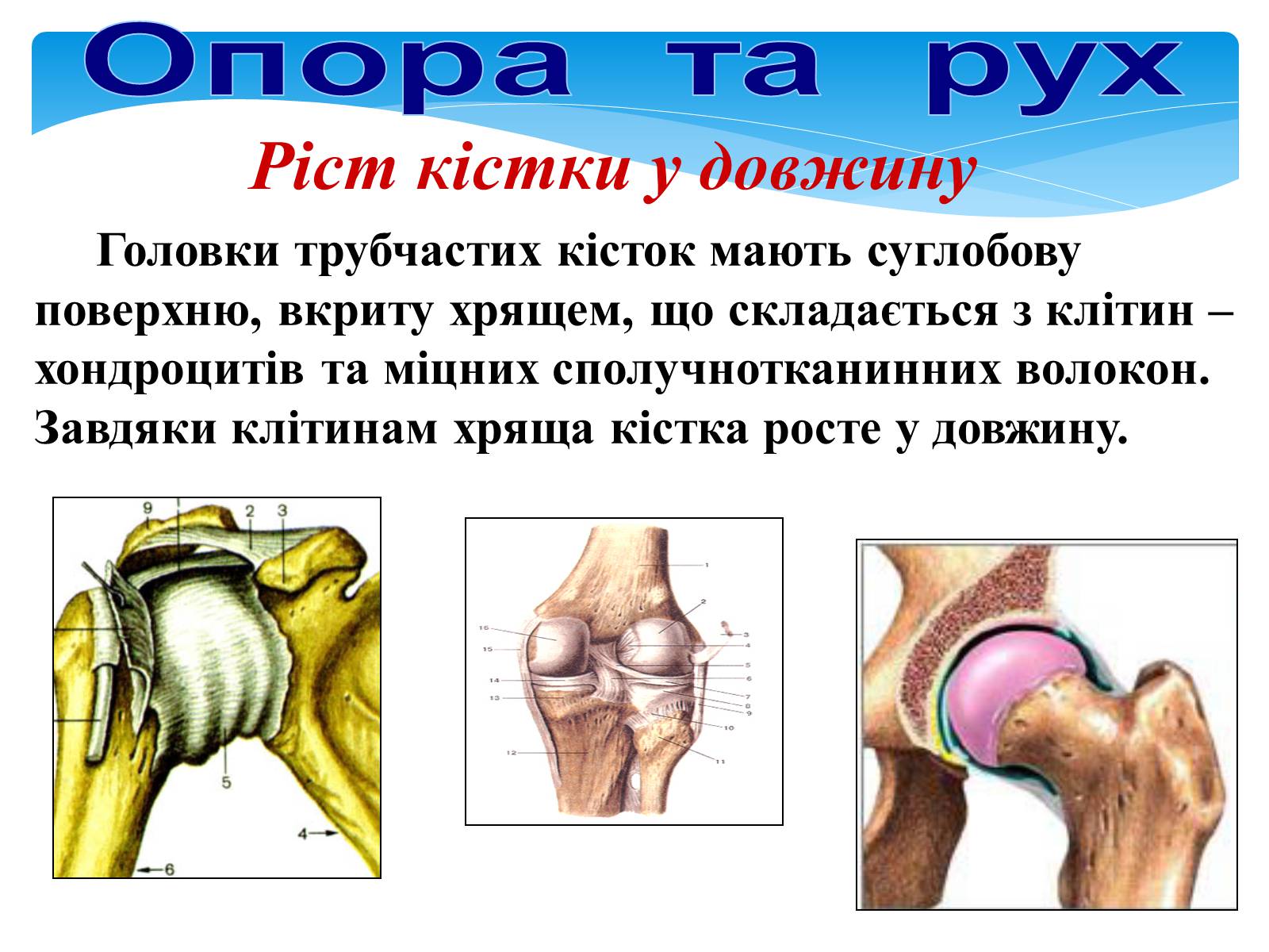 Презентація на тему «Опора і рух» - Слайд #12