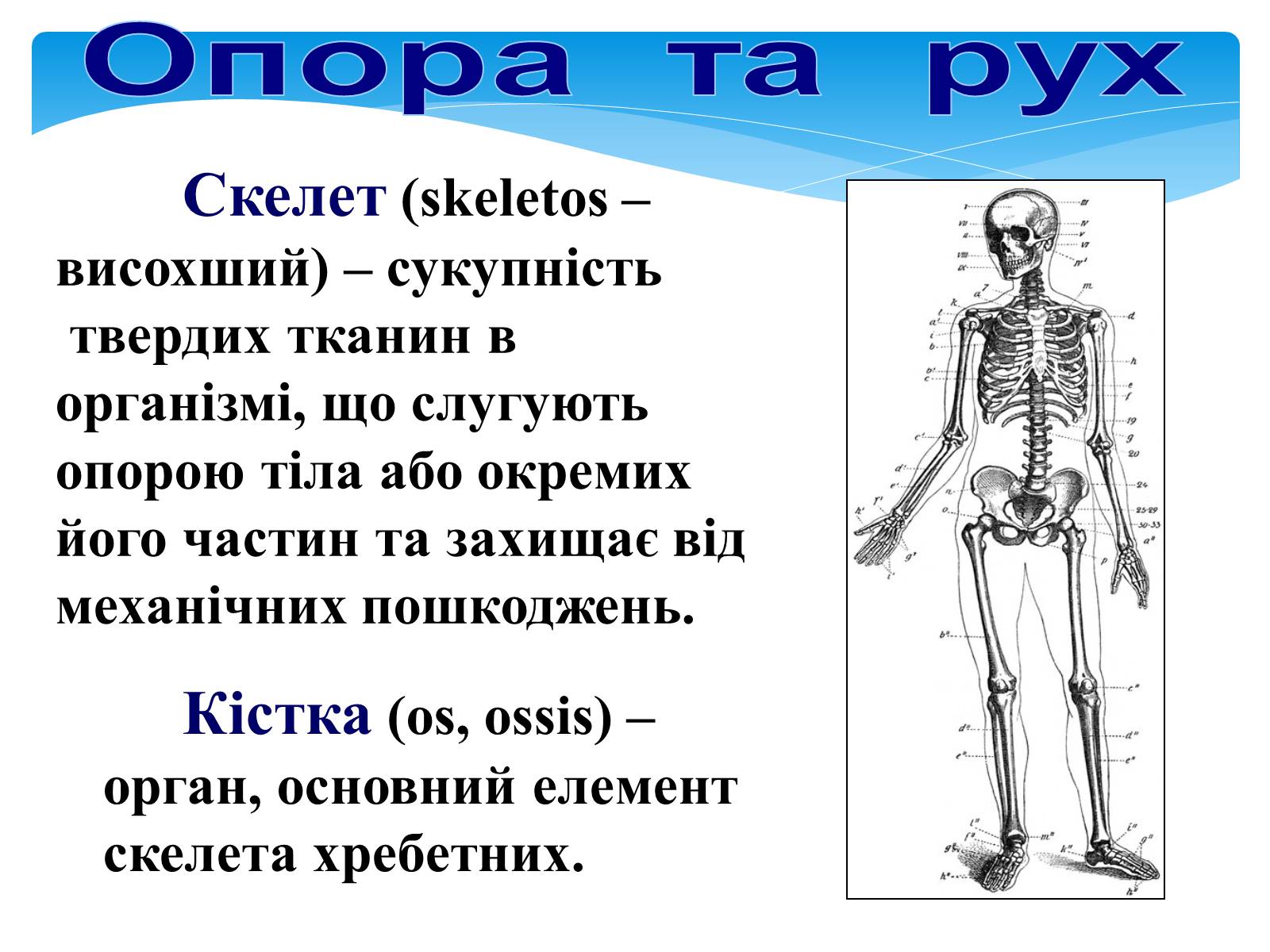 Презентація на тему «Опора і рух» - Слайд #2