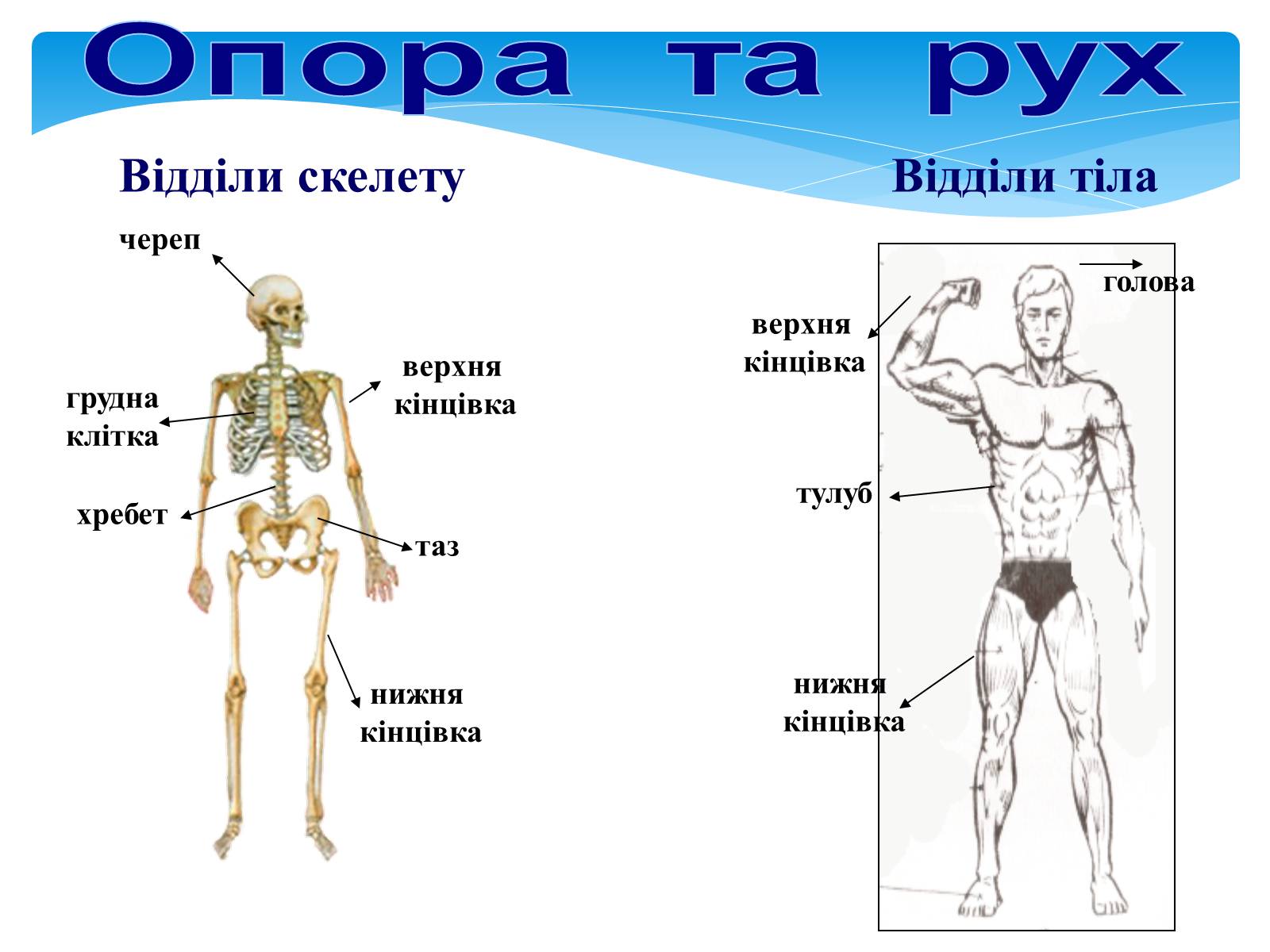 Презентація на тему «Опора і рух» - Слайд #25