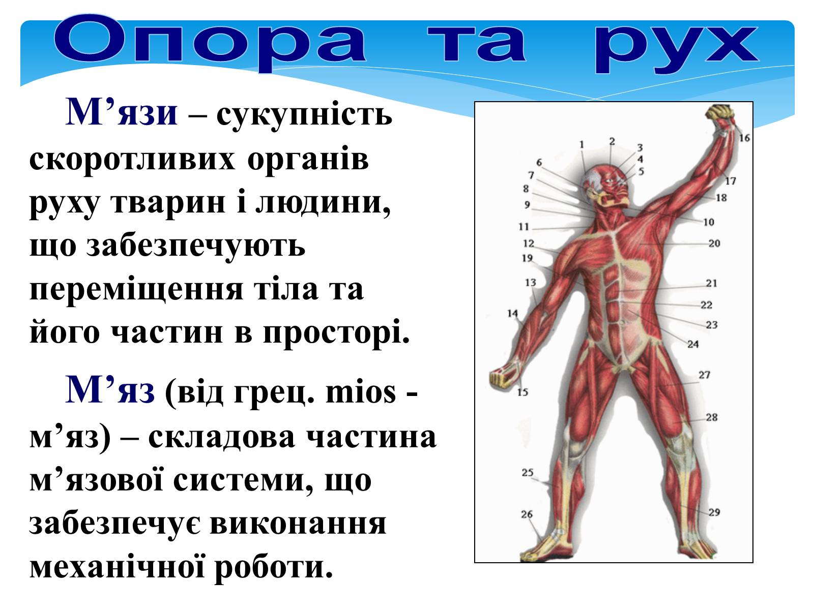 Презентація на тему «Опора і рух» - Слайд #3