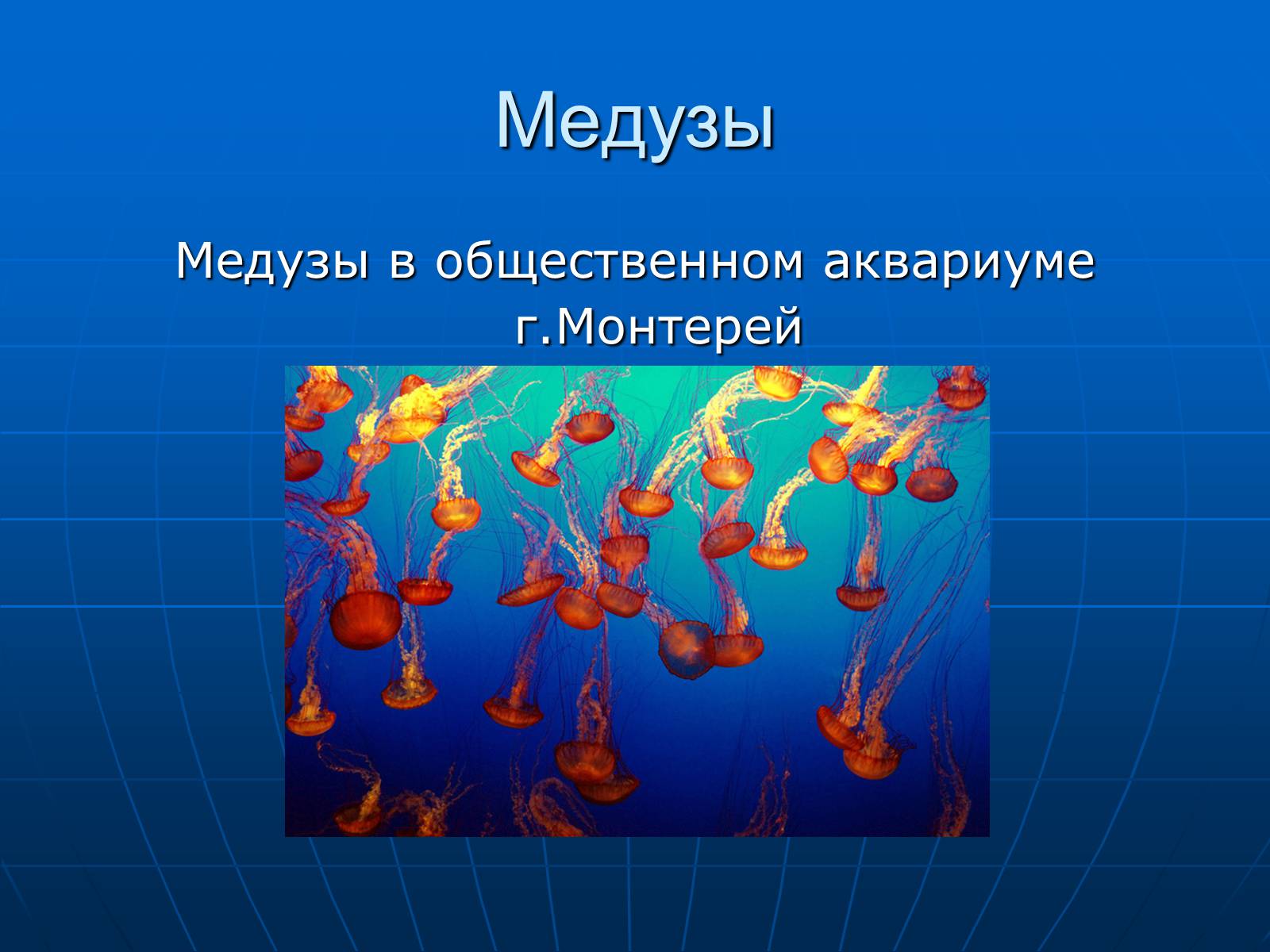 Презентація на тему «Медузи» (варіант 2) - Слайд #41