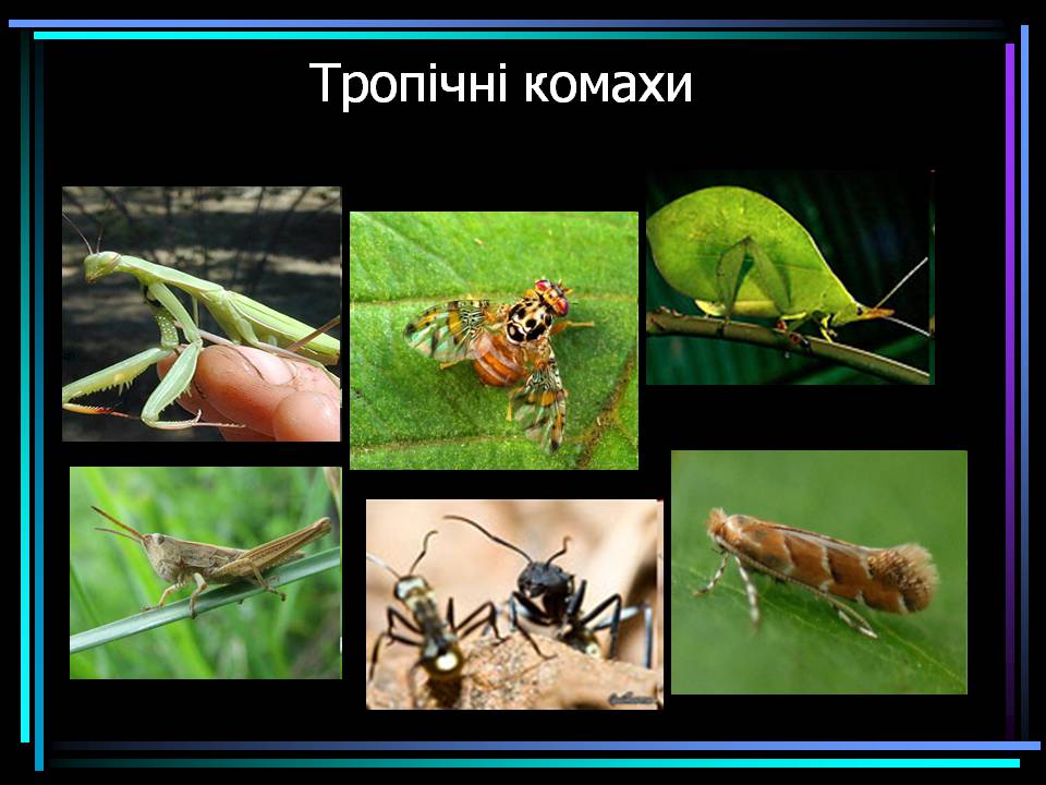 Презентація на тему «Основні процеси життєдіяльності тварин» - Слайд #11