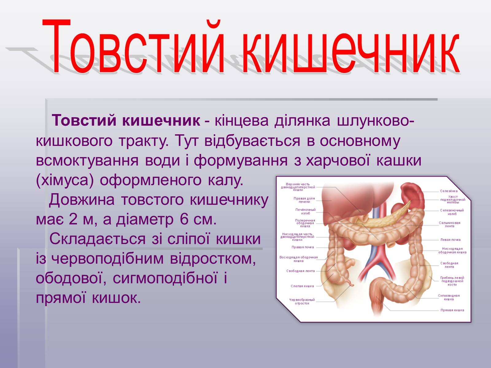 Презентація на тему «Печінка та кишечник» - Слайд #10