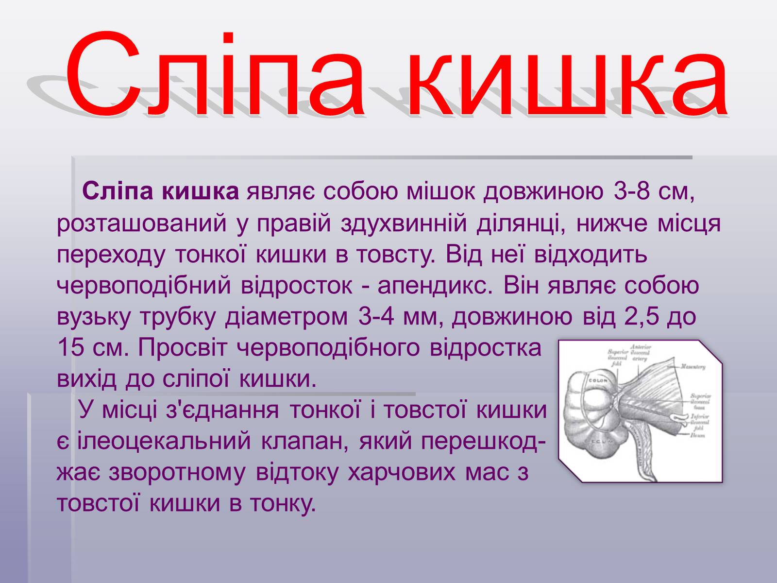 Презентація на тему «Печінка та кишечник» - Слайд #11