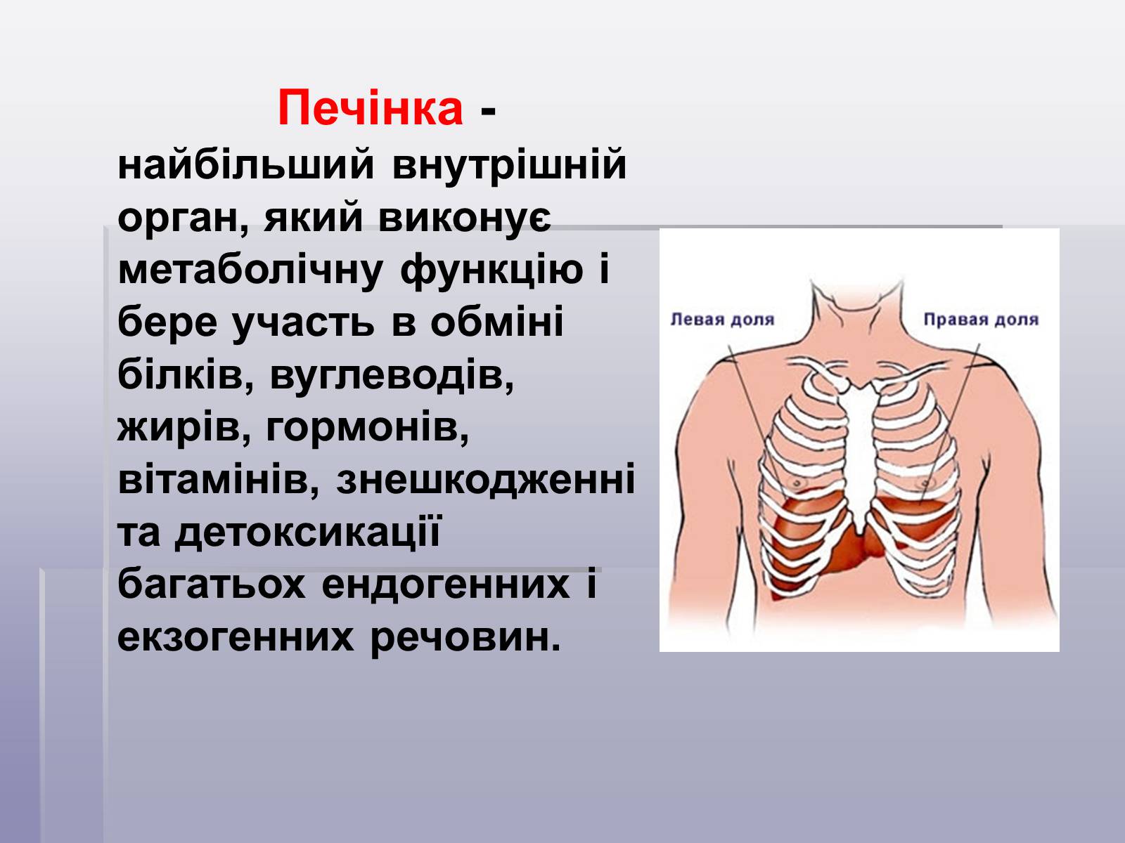 Презентація на тему «Печінка та кишечник» - Слайд #16