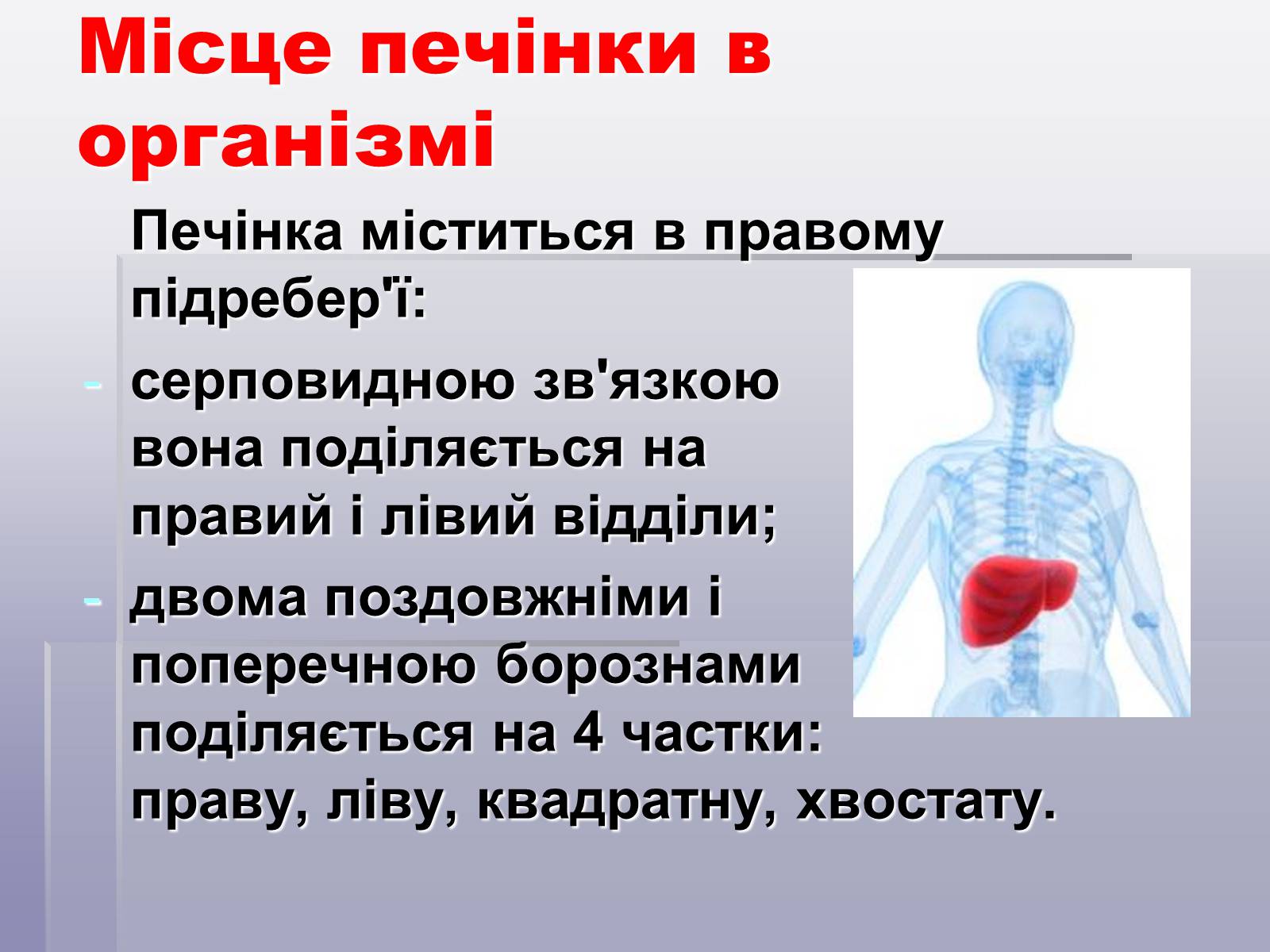 Презентація на тему «Печінка та кишечник» - Слайд #17