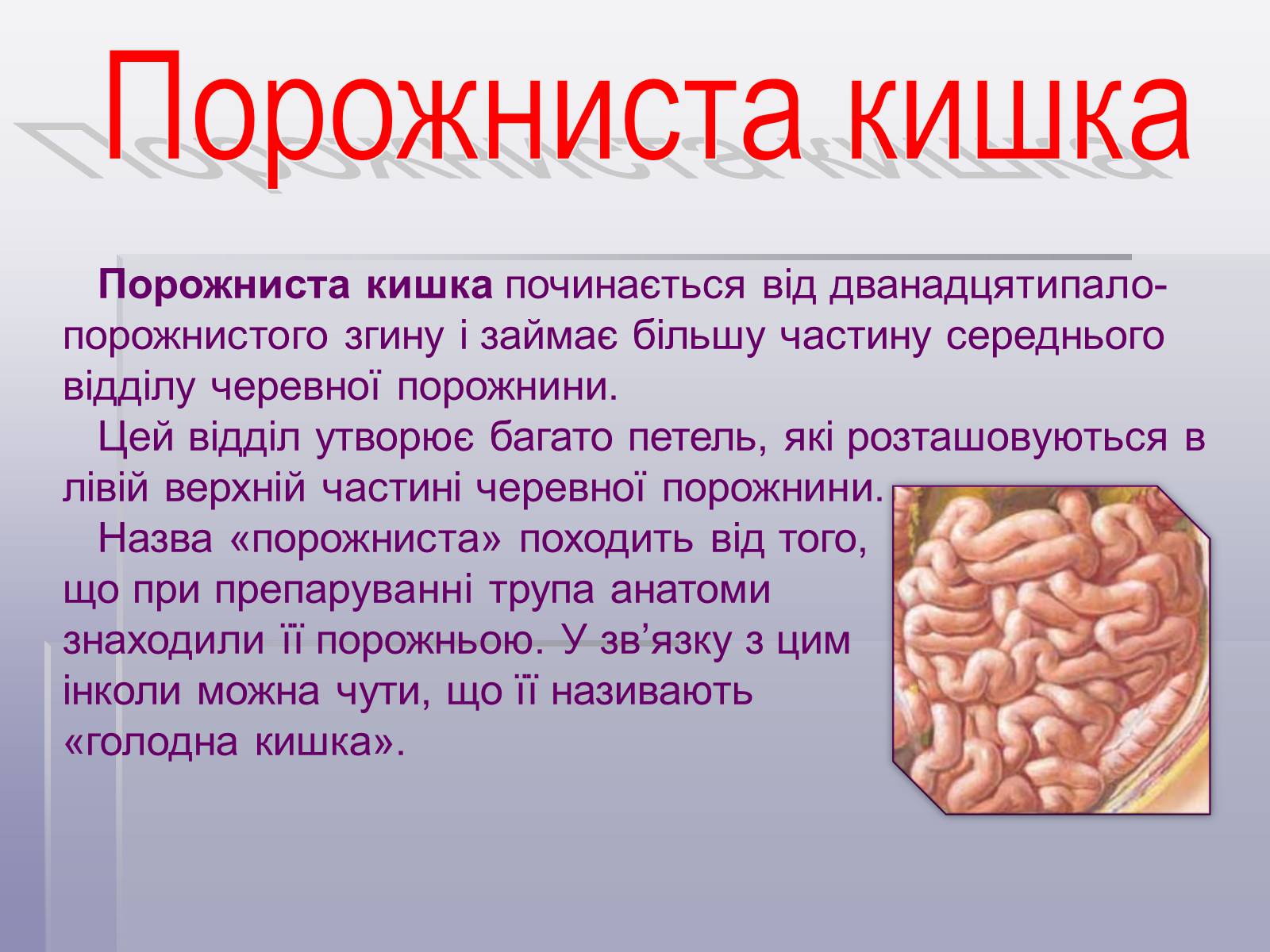 Презентація на тему «Печінка та кишечник» - Слайд #8