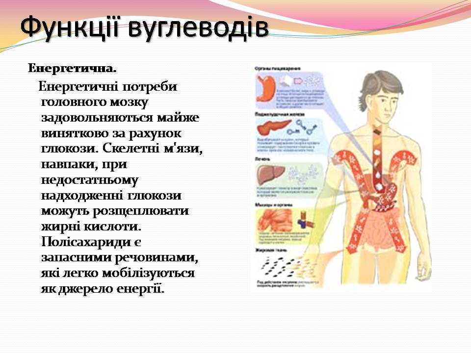 Презентація на тему «Вуглеводи як компоненти їжі, їх роль у житті людини» (варіант 39) - Слайд #12