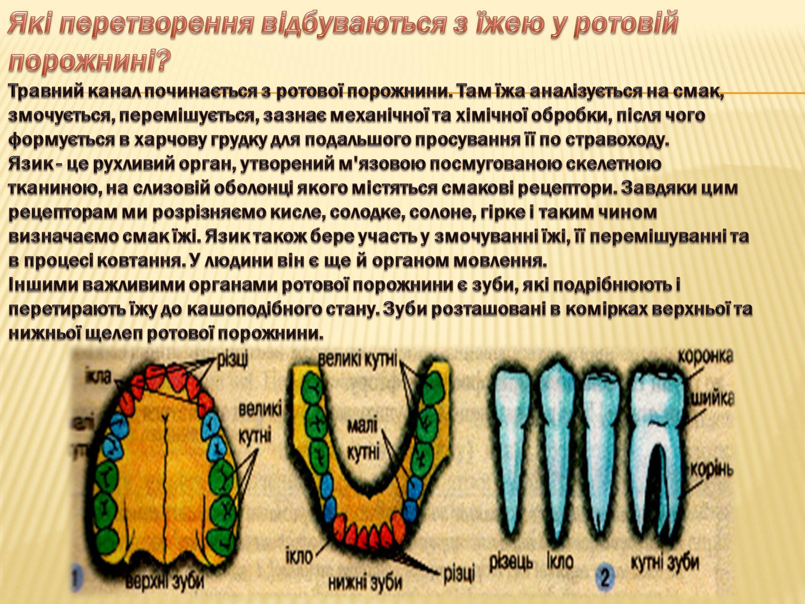 Презентація на тему «Травлення в ротовій порожнині» - Слайд #2
