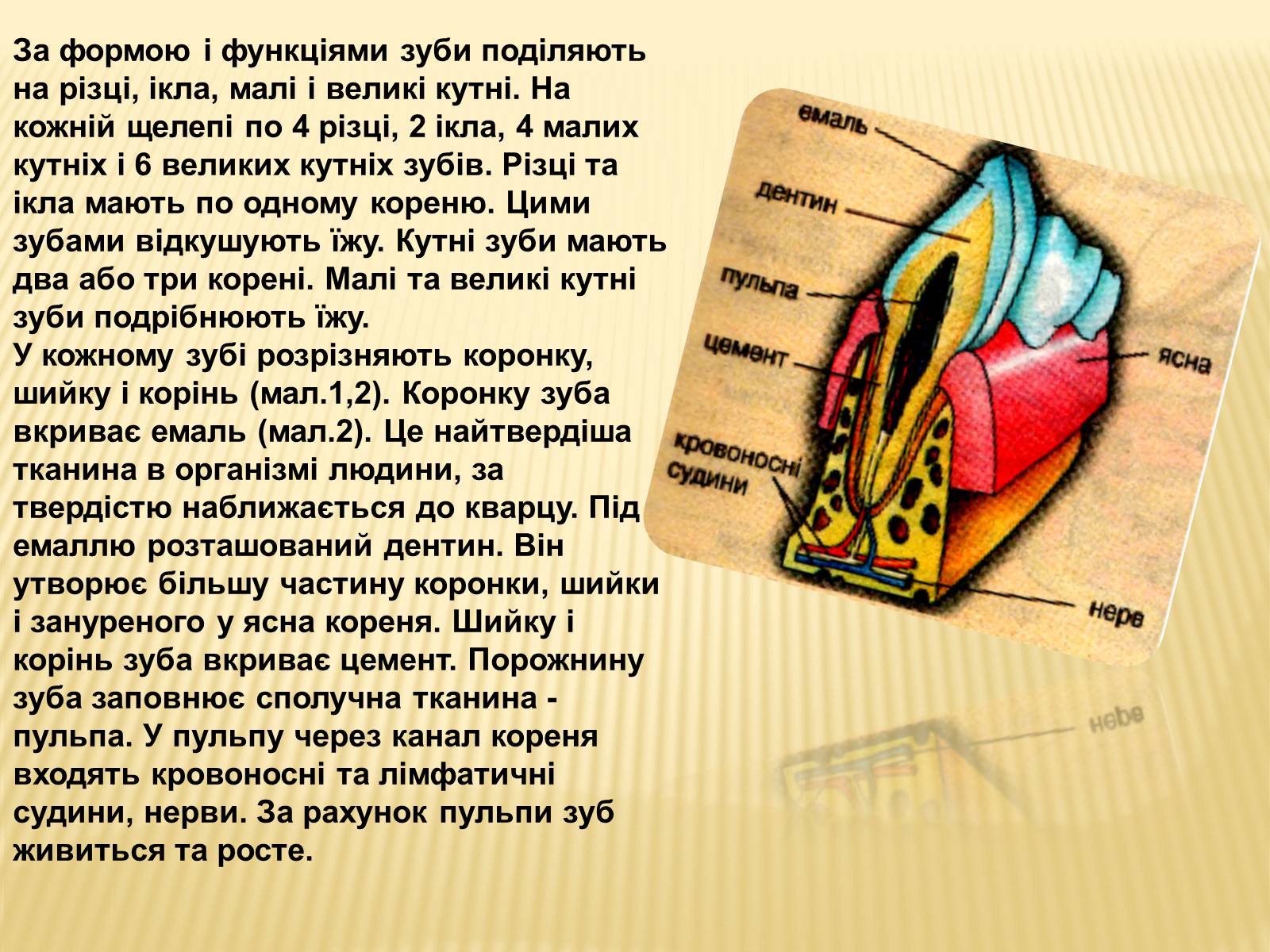 Презентація на тему «Травлення в ротовій порожнині» - Слайд #3