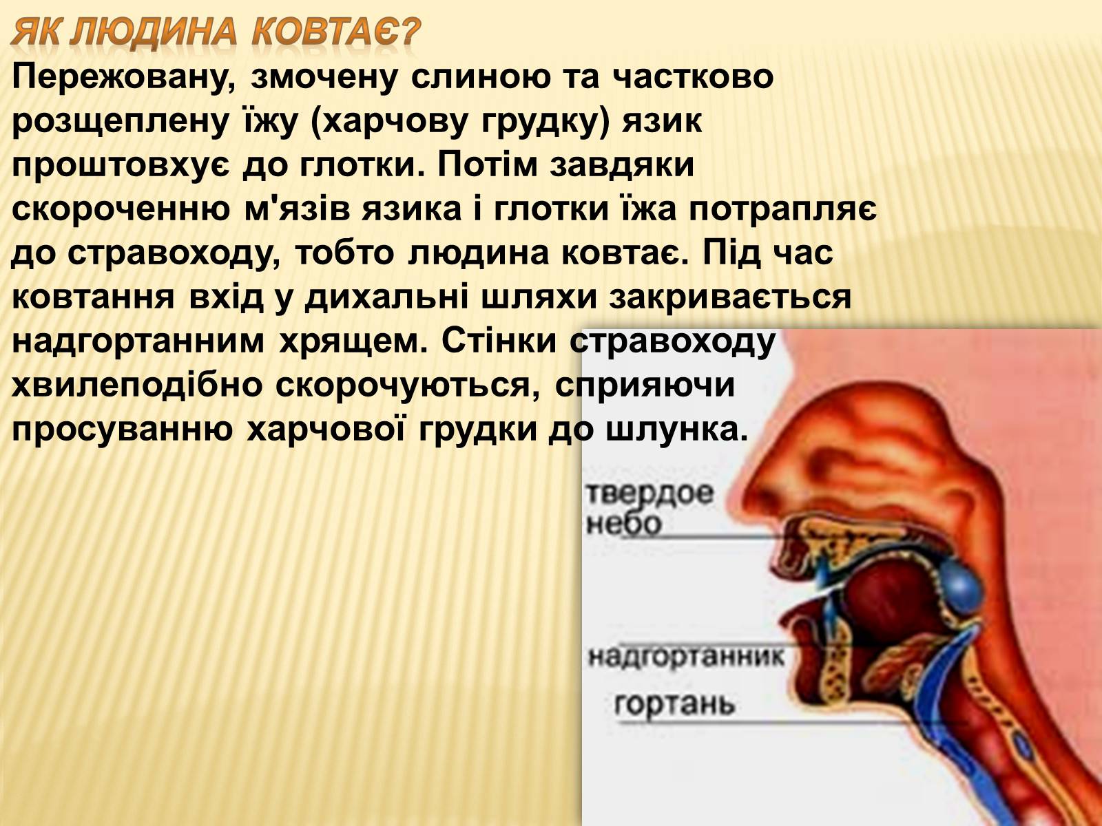 Презентація на тему «Травлення в ротовій порожнині» - Слайд #5