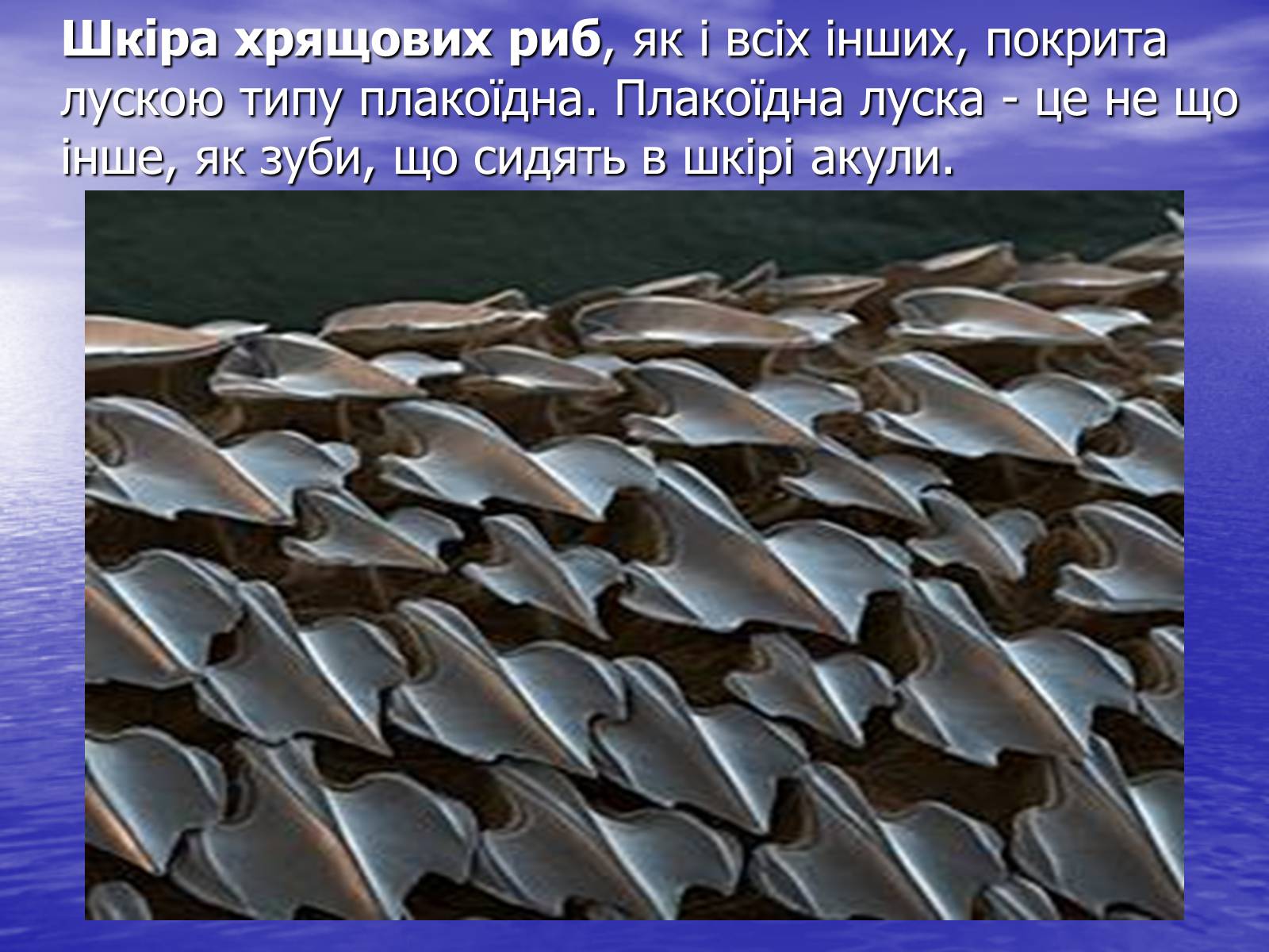 Презентація на тему «Цікаві відомості та наукові факти про Хрящових Риб» - Слайд #7