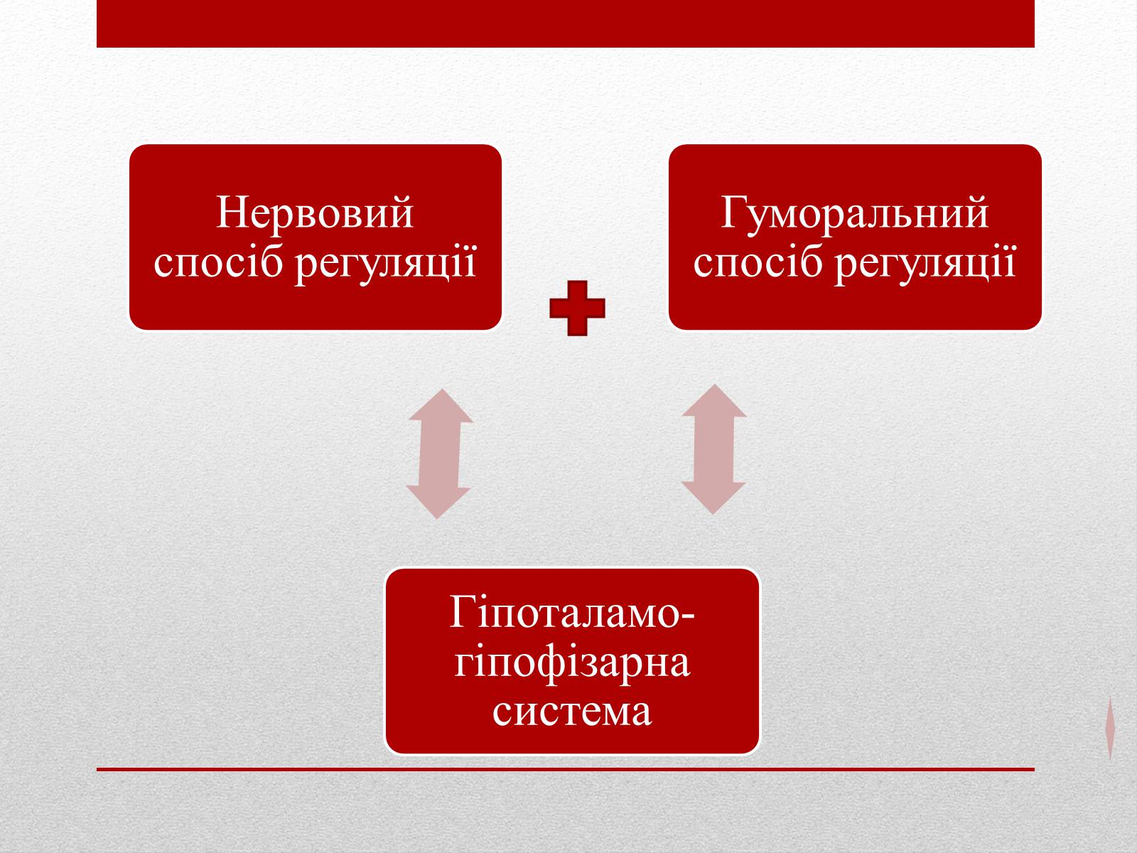 Презентація на тему «Регуляція функцій багатоклітинних організмів» - Слайд #3