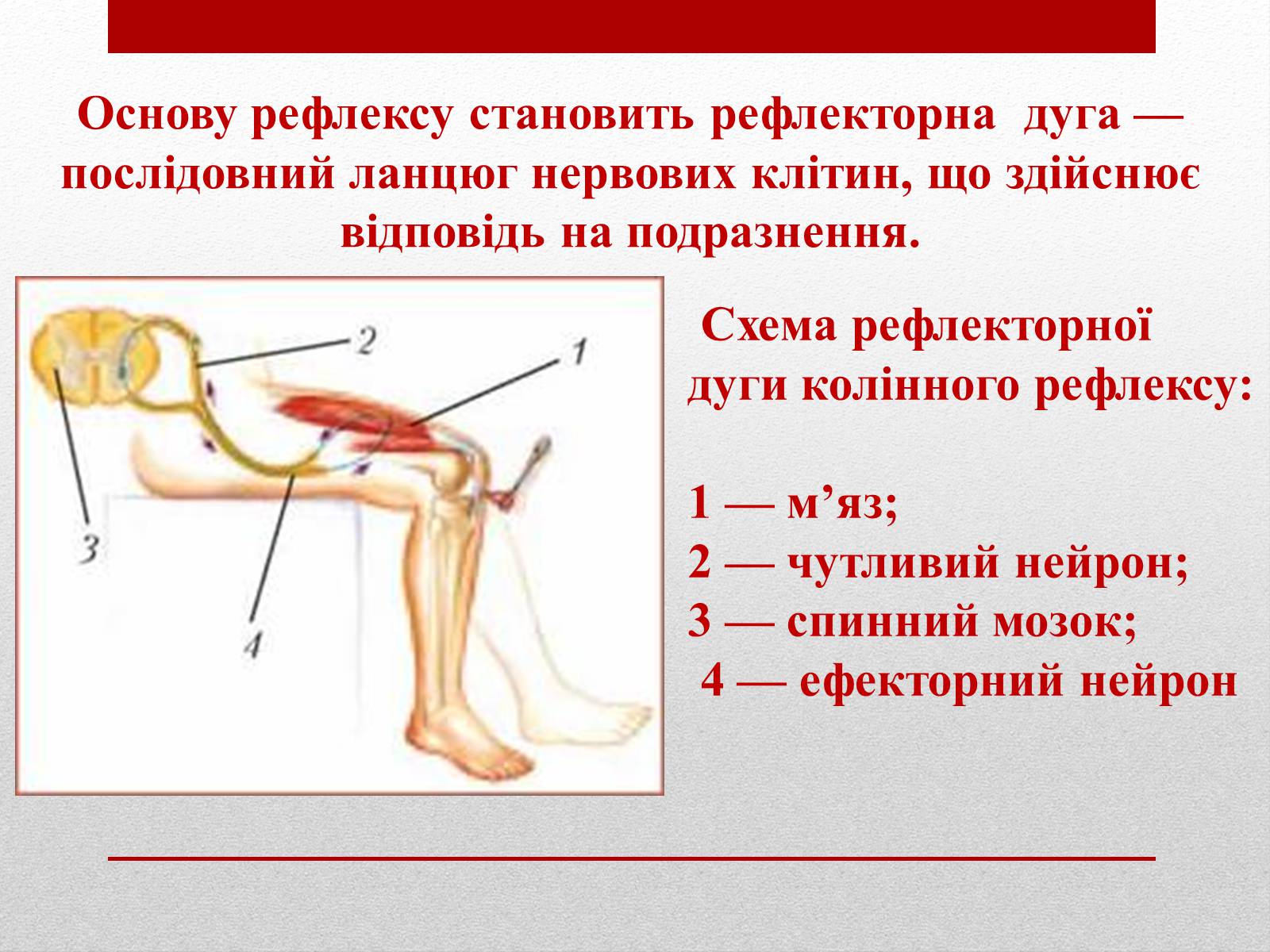 Презентація на тему «Регуляція функцій багатоклітинних організмів» - Слайд #7