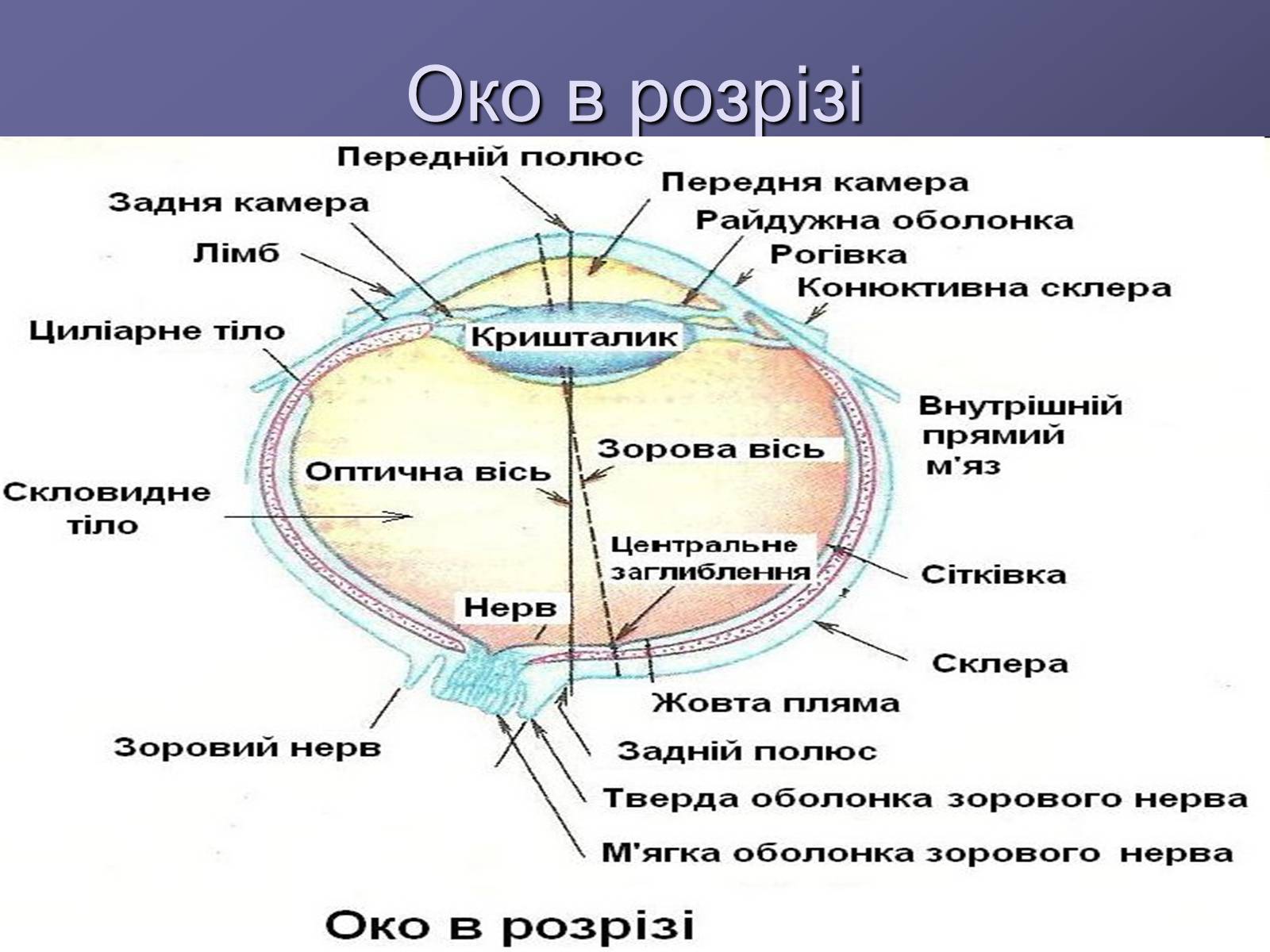 Презентація на тему «Будова ока» - Слайд #6