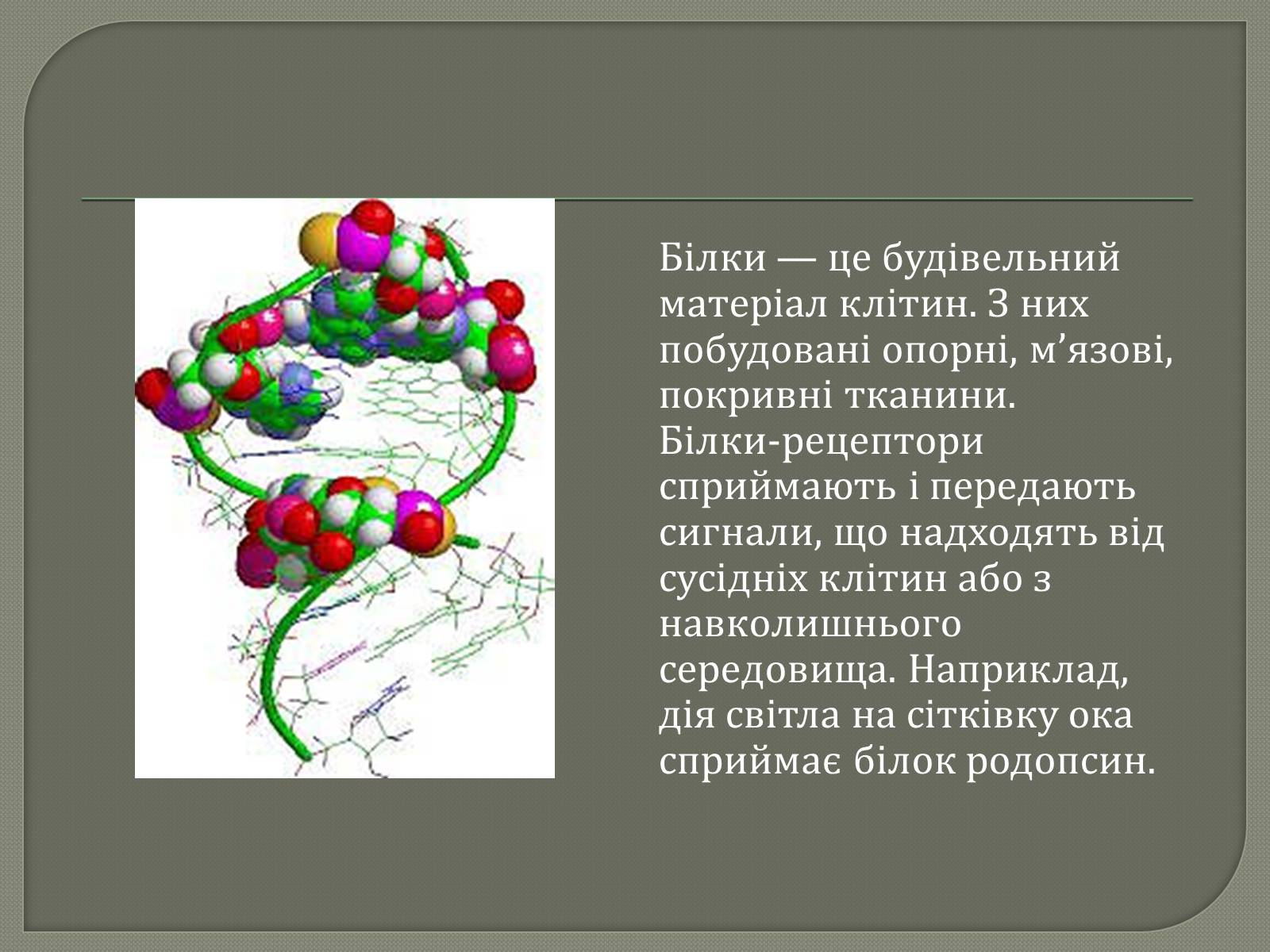 Презентація на тему «Біологічна роль білків» - Слайд #6