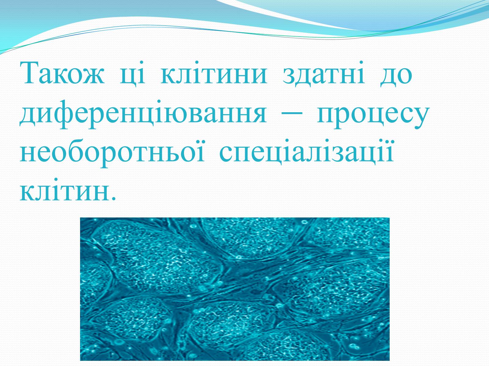 Презентація на тему «Ембріотехнології і клонування» (варіант 1) - Слайд #7