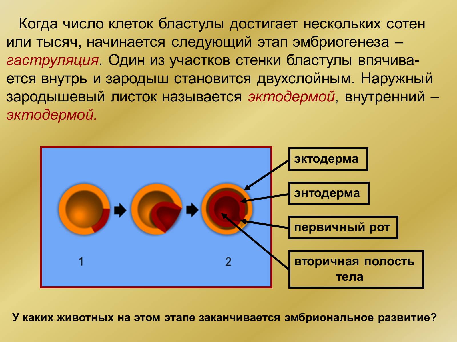 Презентація на тему «Индивидуальное развитие организмов» - Слайд #12