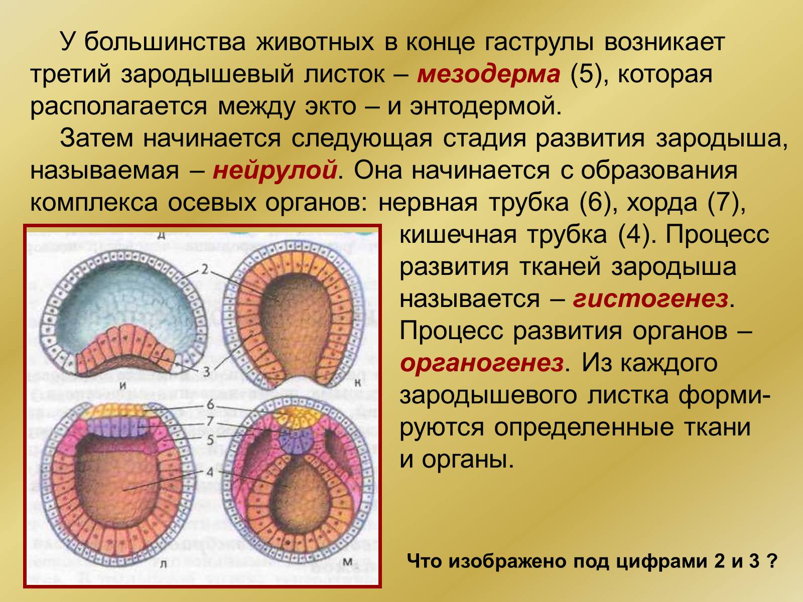 Презентація на тему «Индивидуальное развитие организмов» - Слайд #13