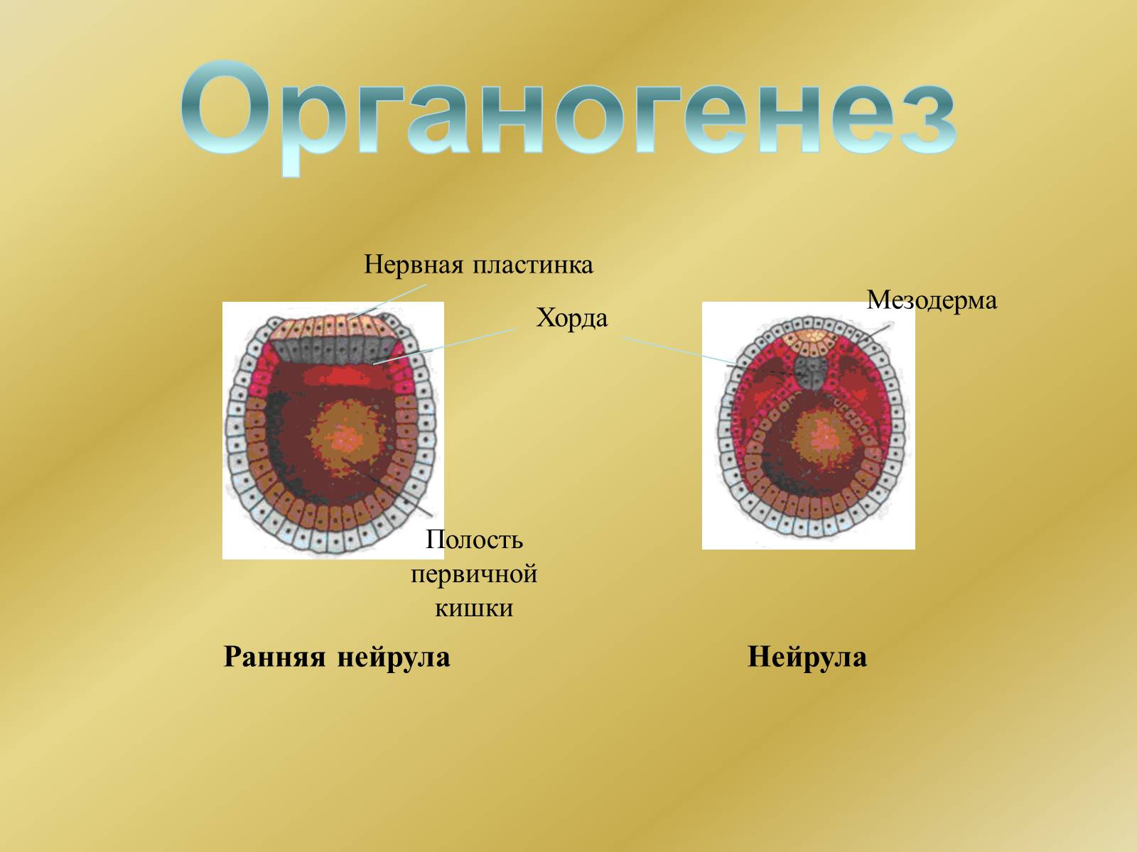 Презентація на тему «Индивидуальное развитие организмов» - Слайд #14