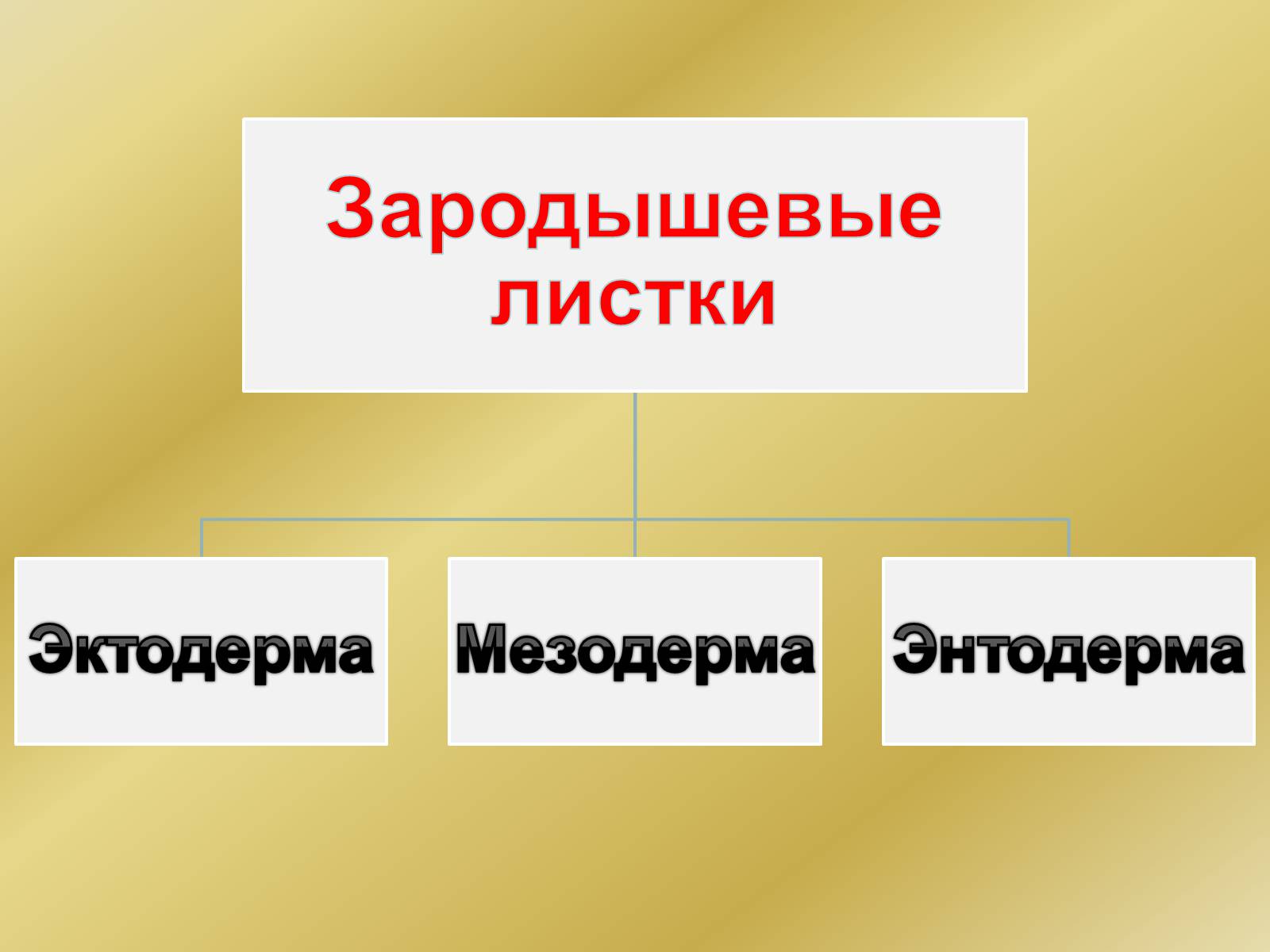 Презентація на тему «Индивидуальное развитие организмов» - Слайд #16