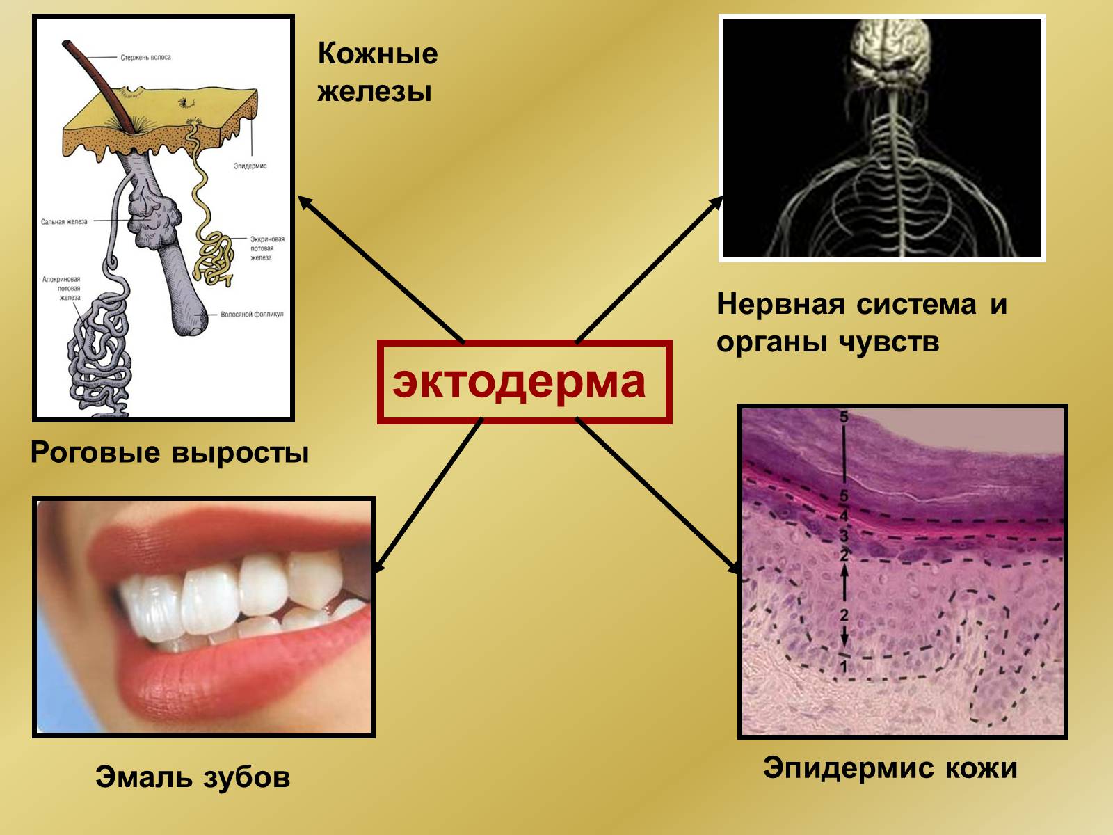 Презентація на тему «Индивидуальное развитие организмов» - Слайд #17