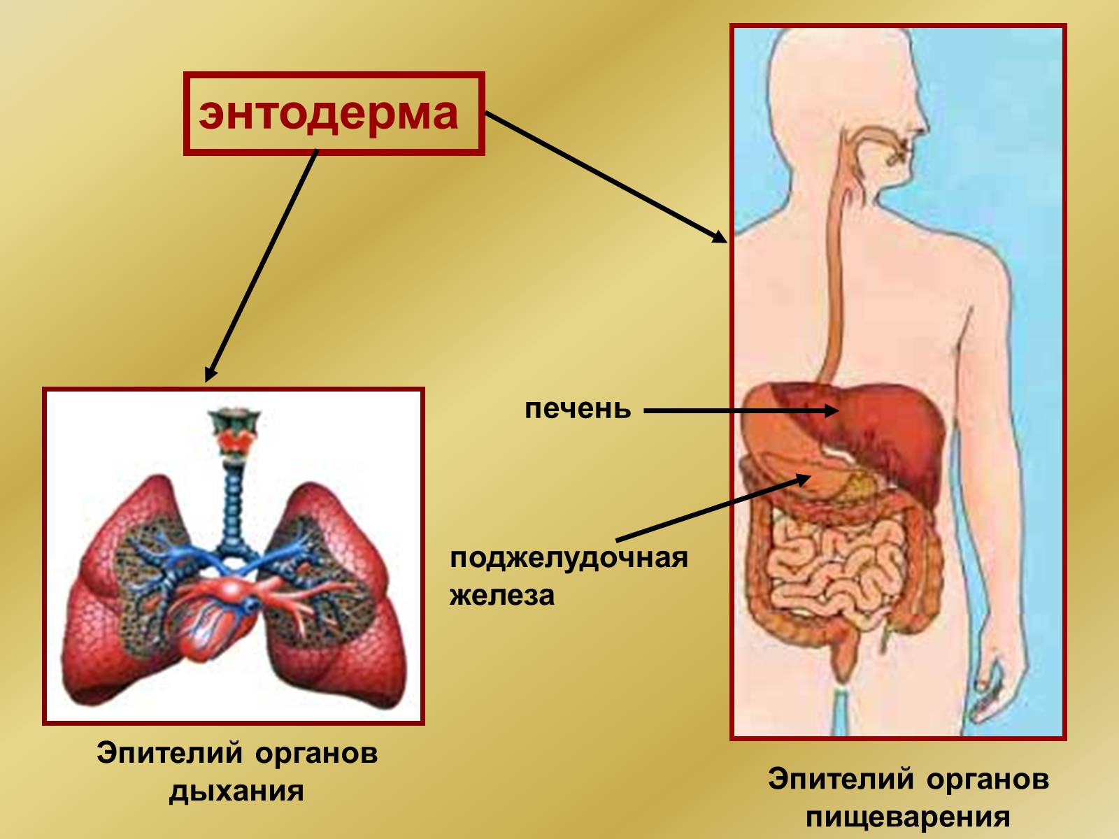 Презентація на тему «Индивидуальное развитие организмов» - Слайд #18