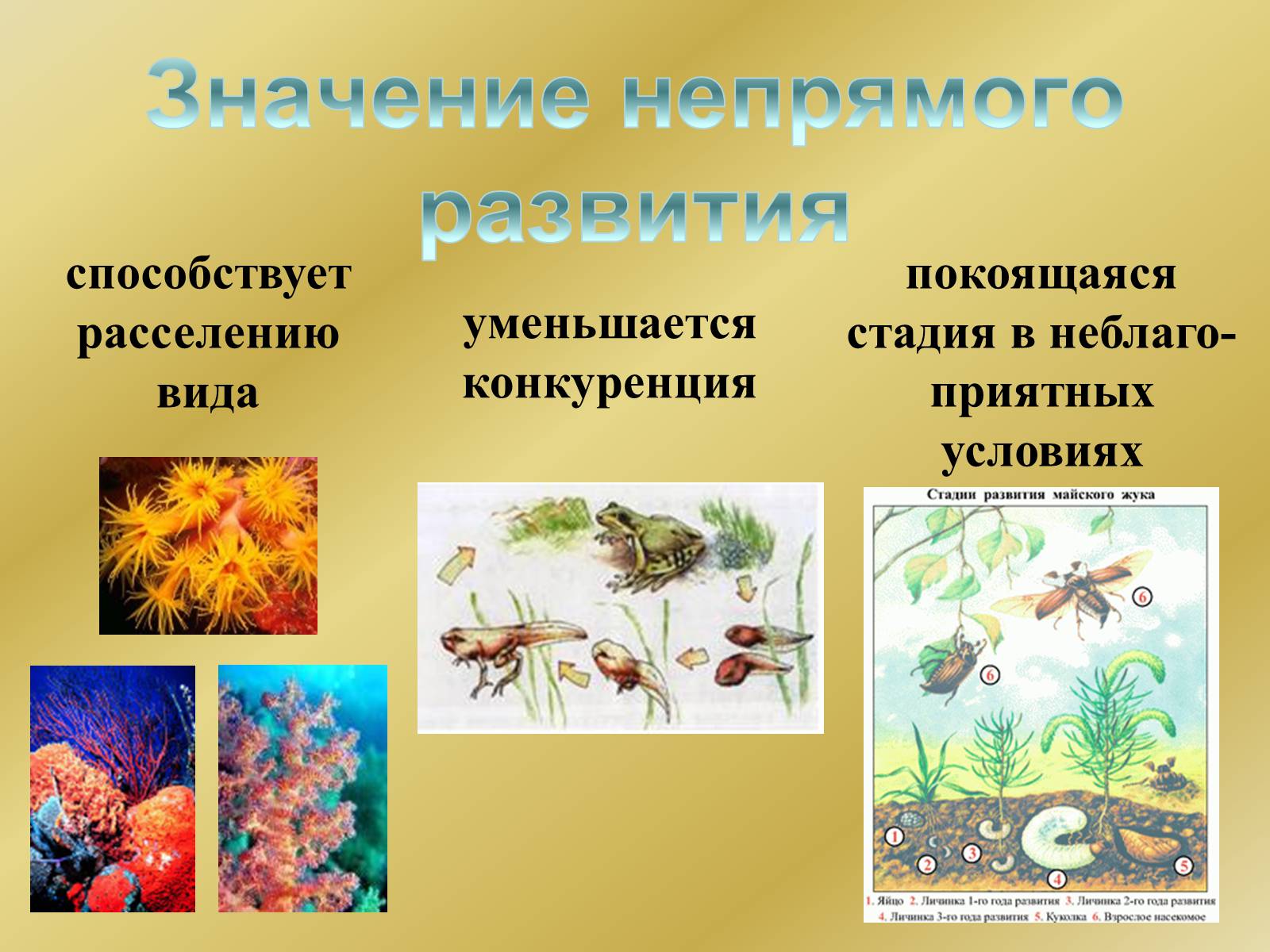 Презентація на тему «Индивидуальное развитие организмов» - Слайд #26