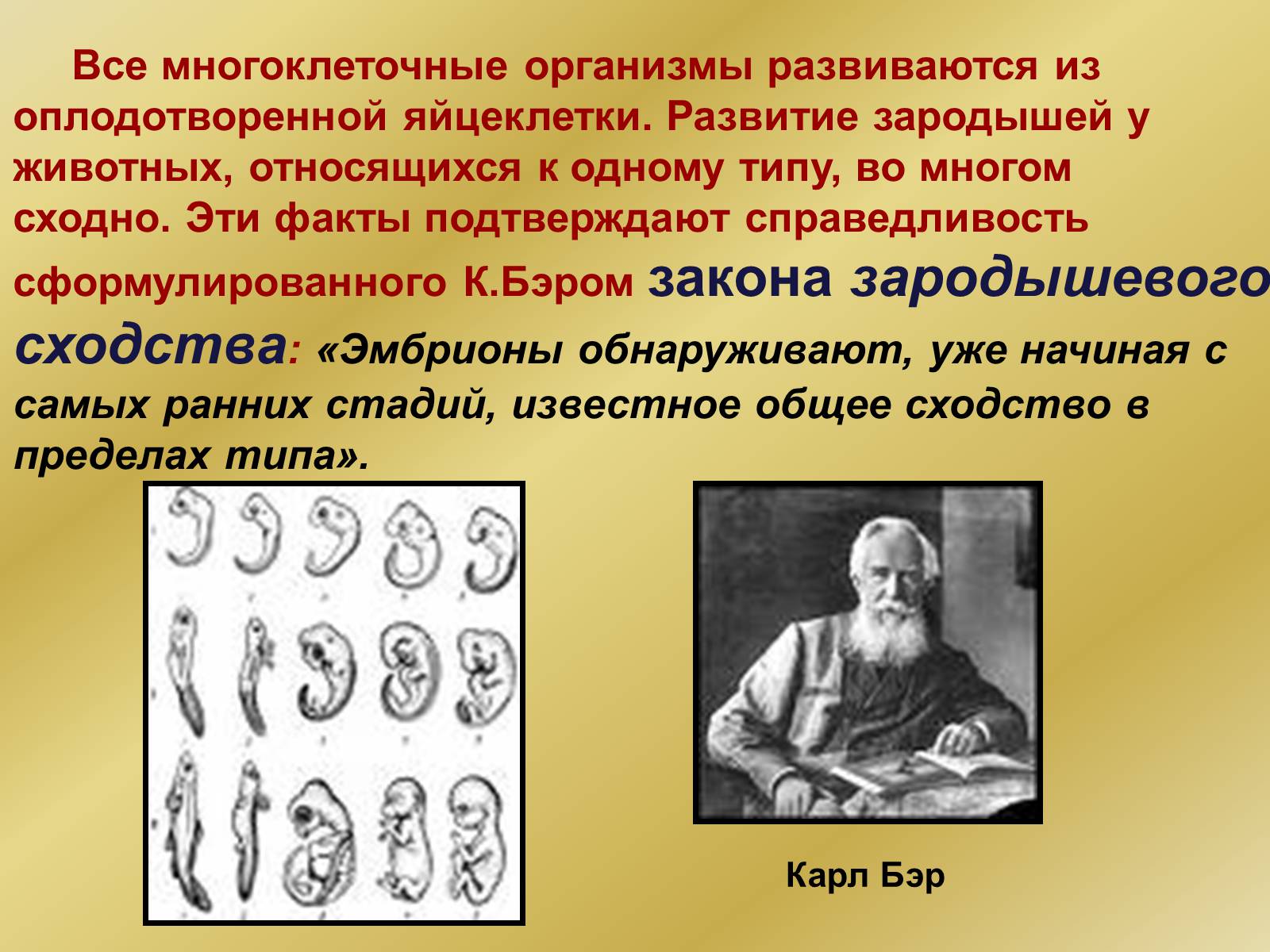 Презентація на тему «Индивидуальное развитие организмов» - Слайд #28